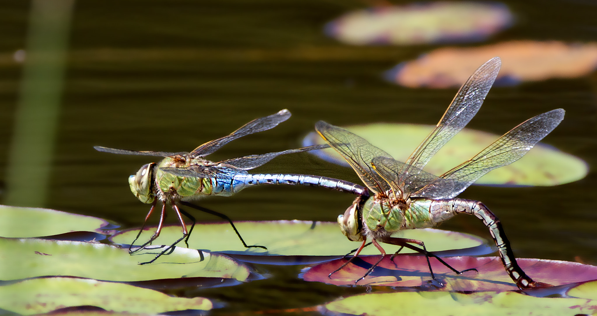 Sigma 150-600mm F5-6.3 DG OS HSM | C sample photo. Common green darner (anax junius) photography