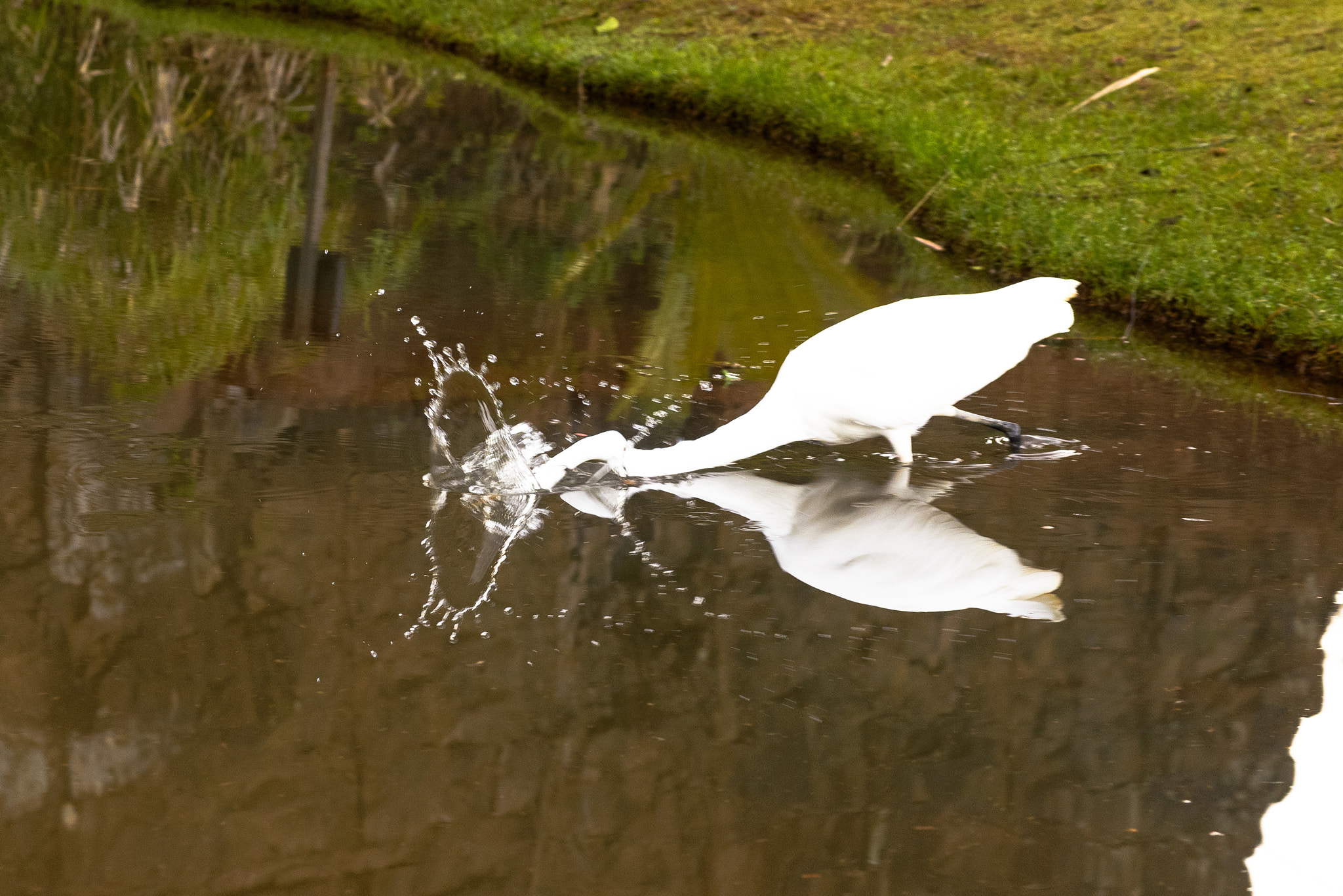 Nikon D610 + AF Zoom-Nikkor 35-135mm f/3.5-4.5 N sample photo. I want that fish photography