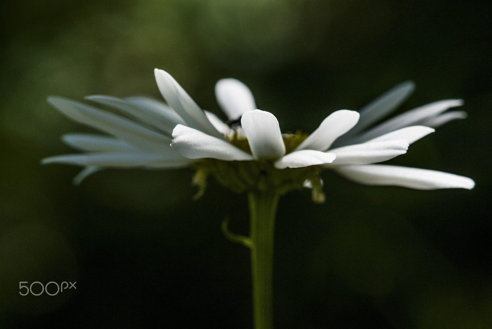 Nikon 1 V1 sample photo. Daisy photography