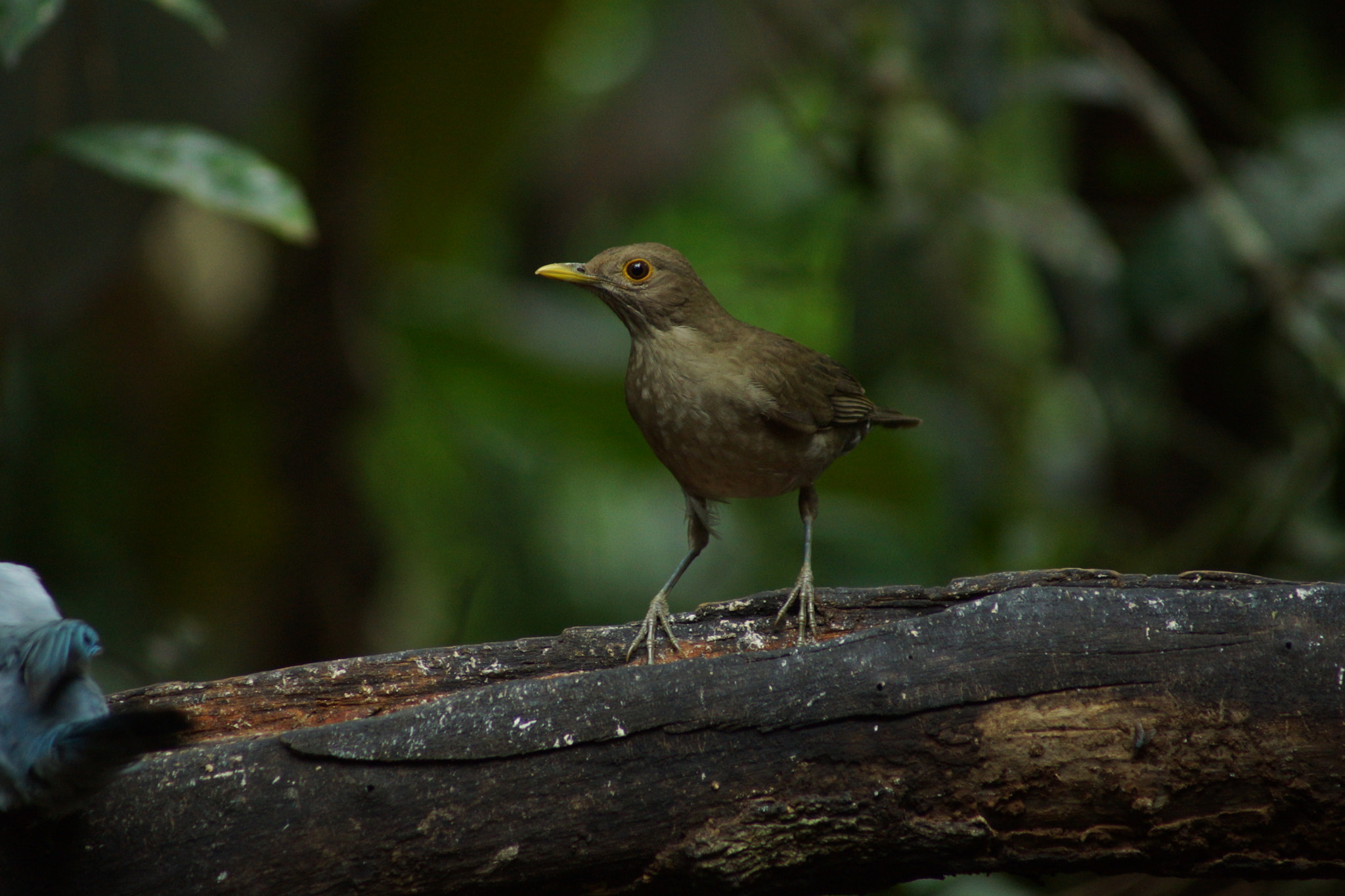 Sony 75-300mm F4.5-5.6 sample photo. Aves de mindo photography