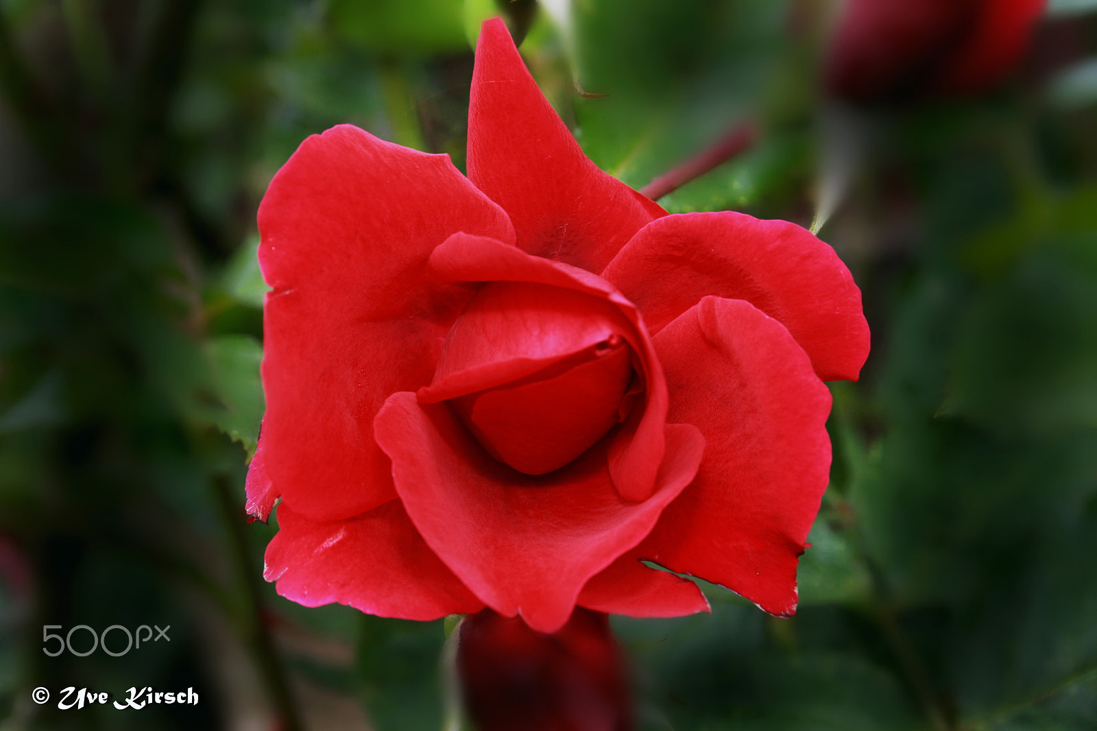 Canon EF-S 18-55mm F3.5-5.6 sample photo. Red rose photography