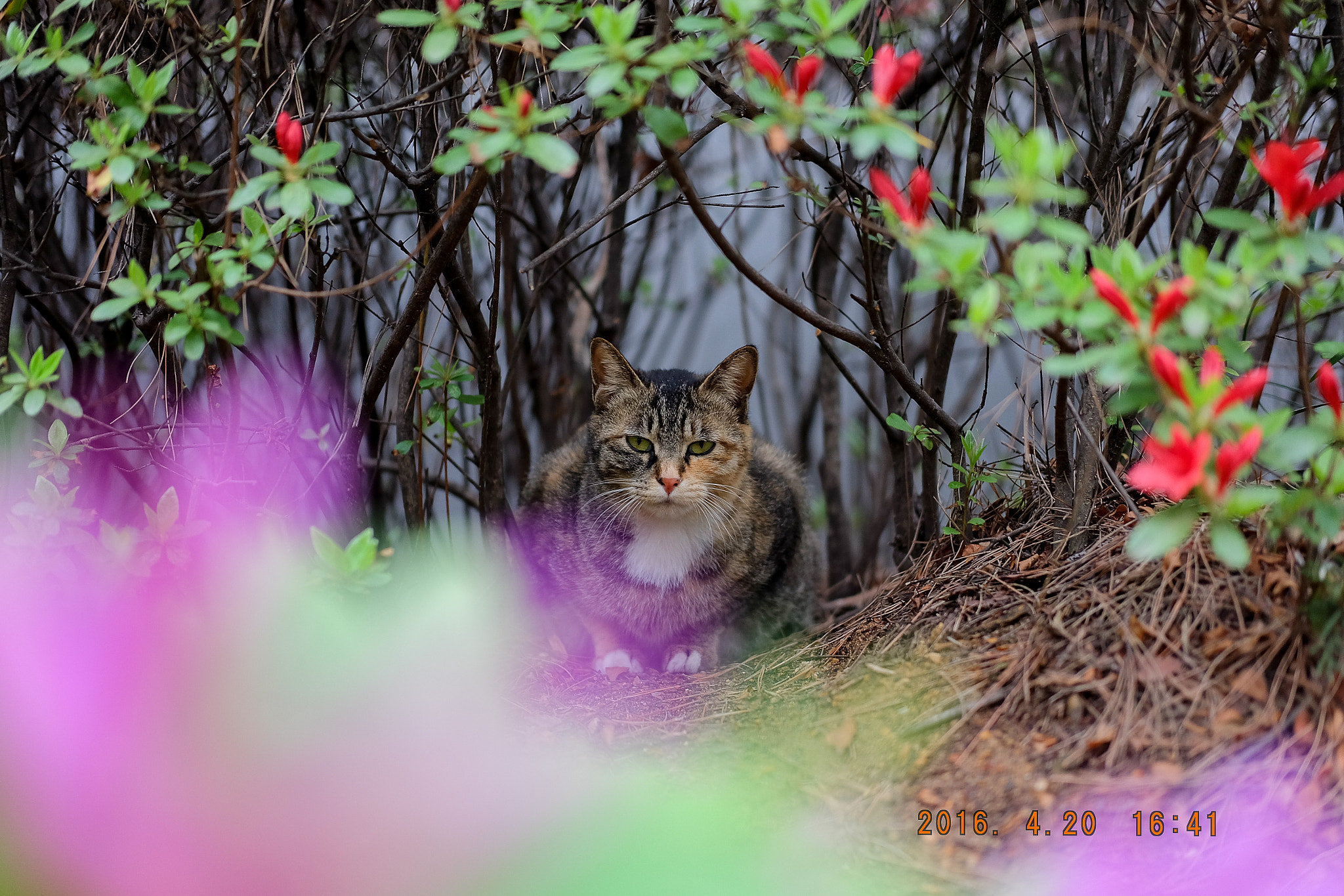 Fujifilm X-A2 + Fujifilm XF 35mm F2 R WR sample photo. In flowers photography