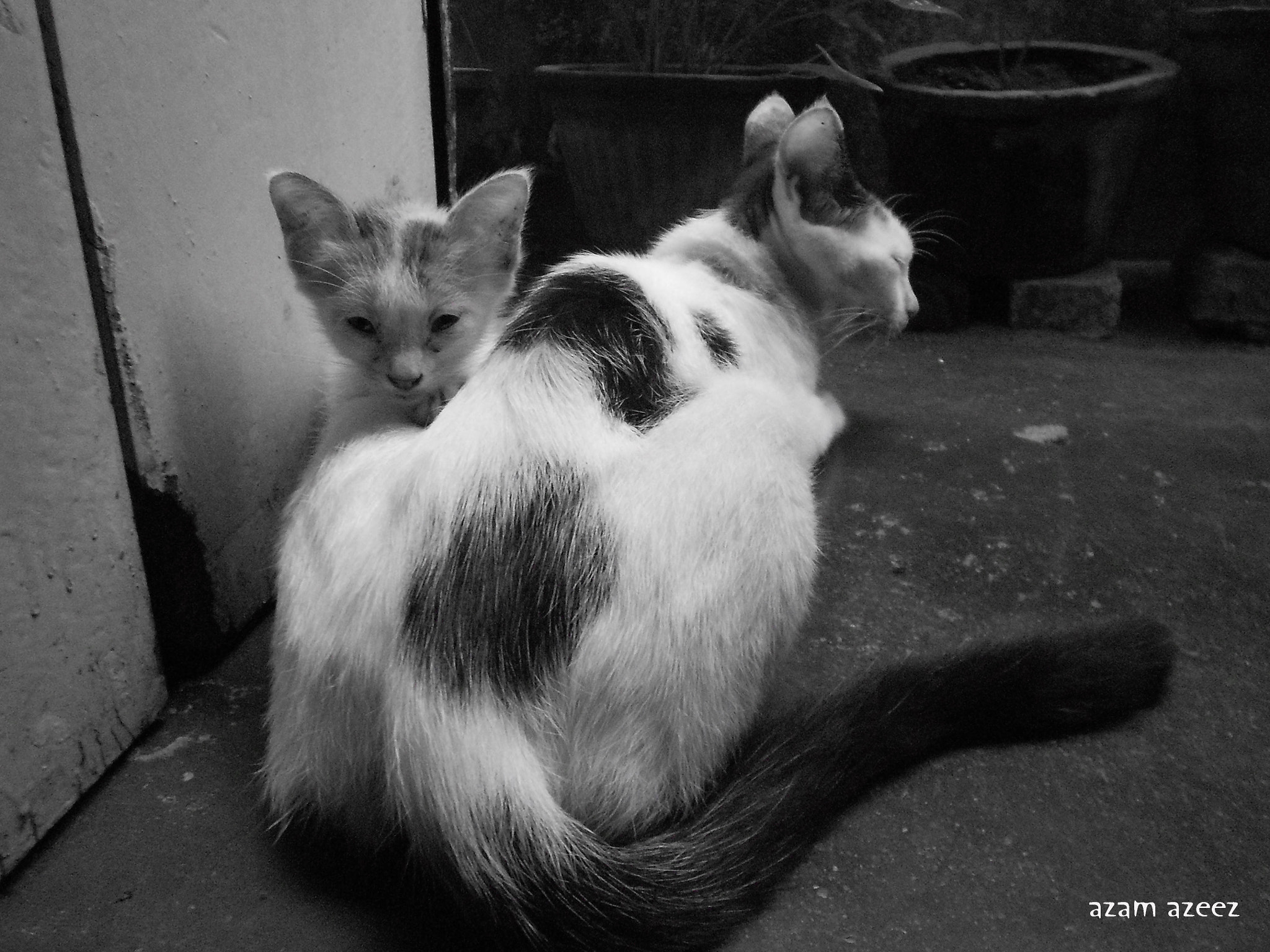 Nikon COOLPIX S2600 sample photo. Mom and kitti photography