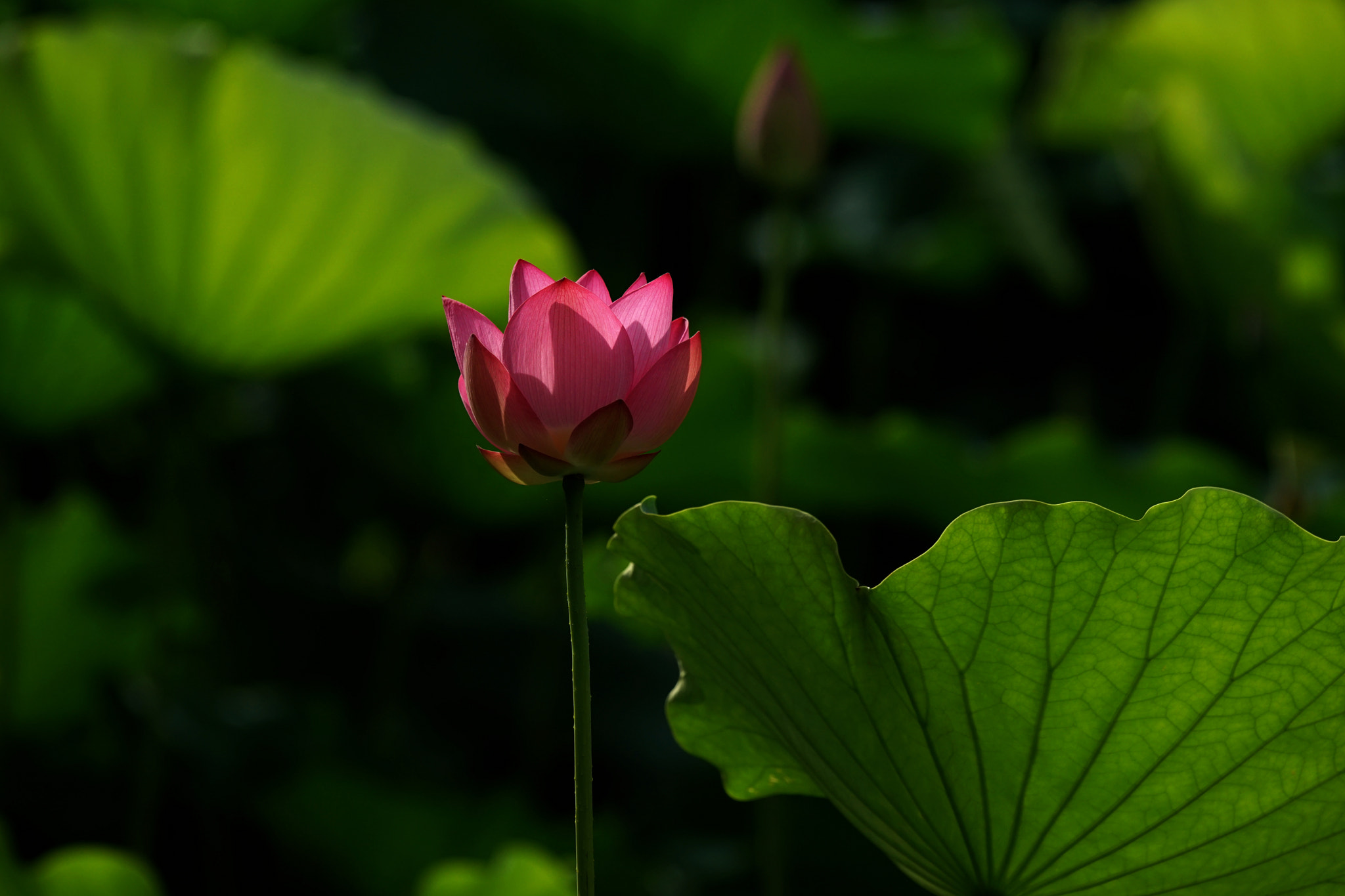 Sony 70-400mm F4-5.6 G SSM II sample photo. Standing alone photography