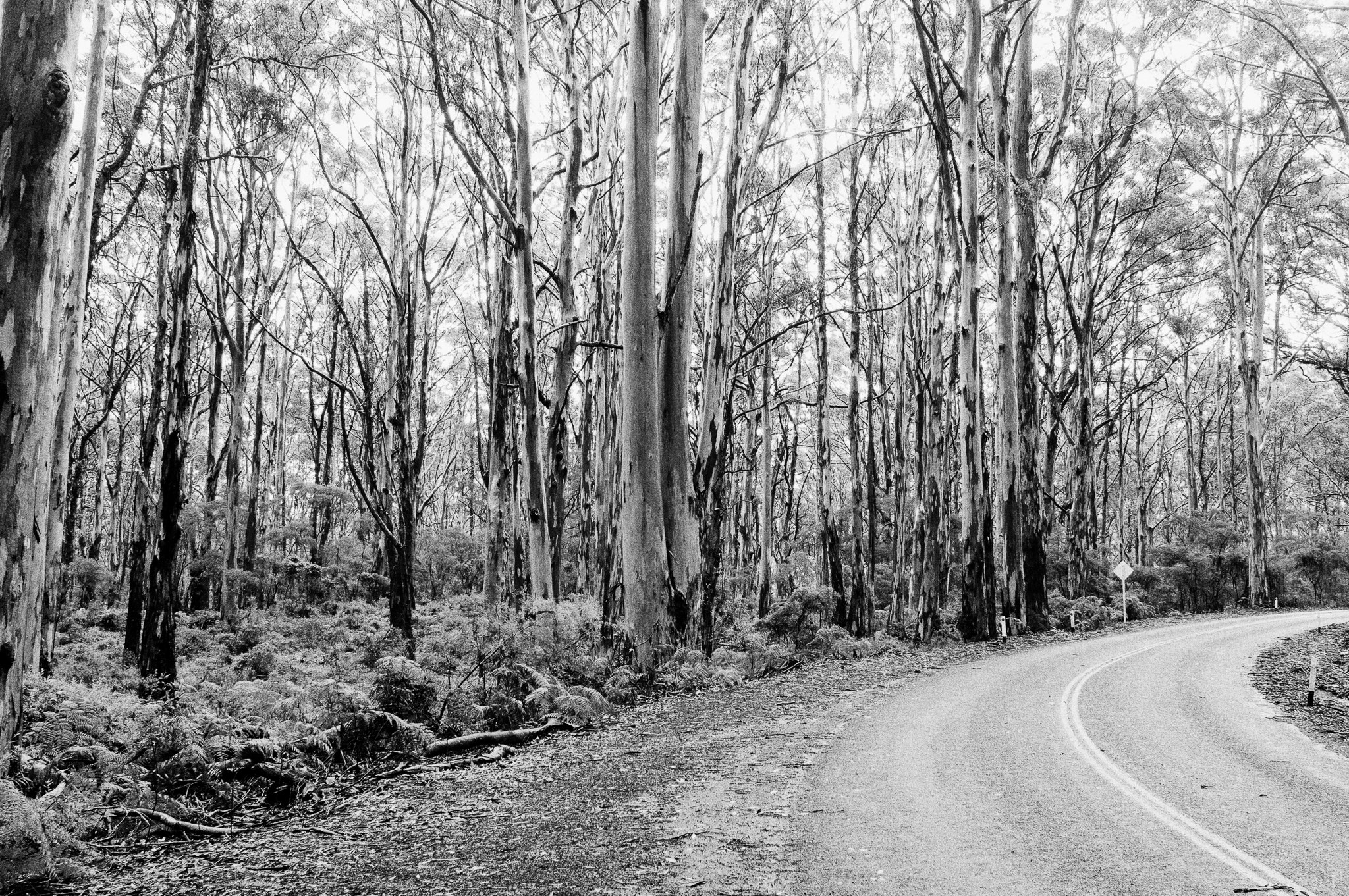 Minolta AF 28mm F2 sample photo. Road and tree photography