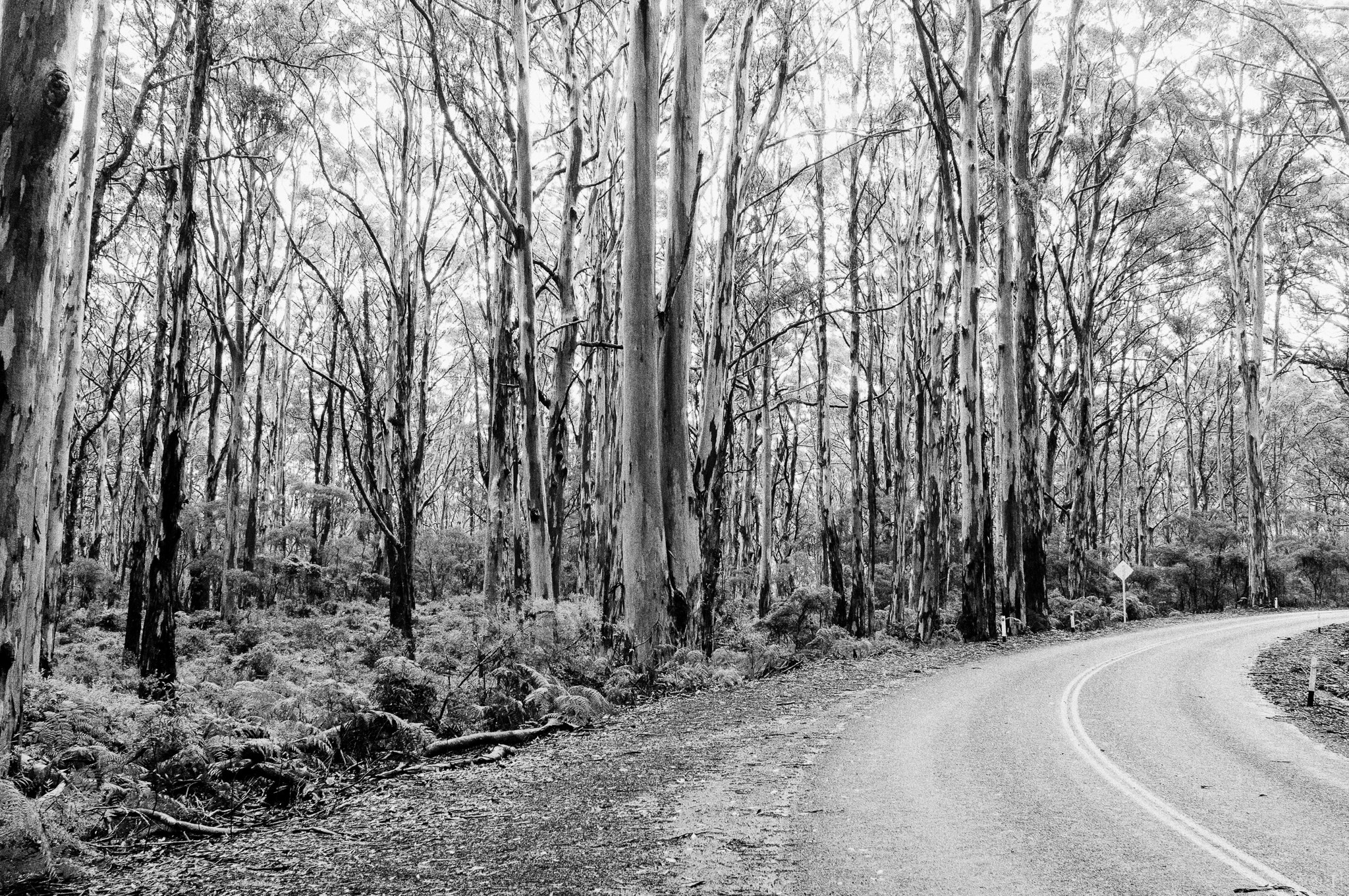 Sony Alpha NEX-6 + Minolta AF 28mm F2 sample photo. Road and tree photography