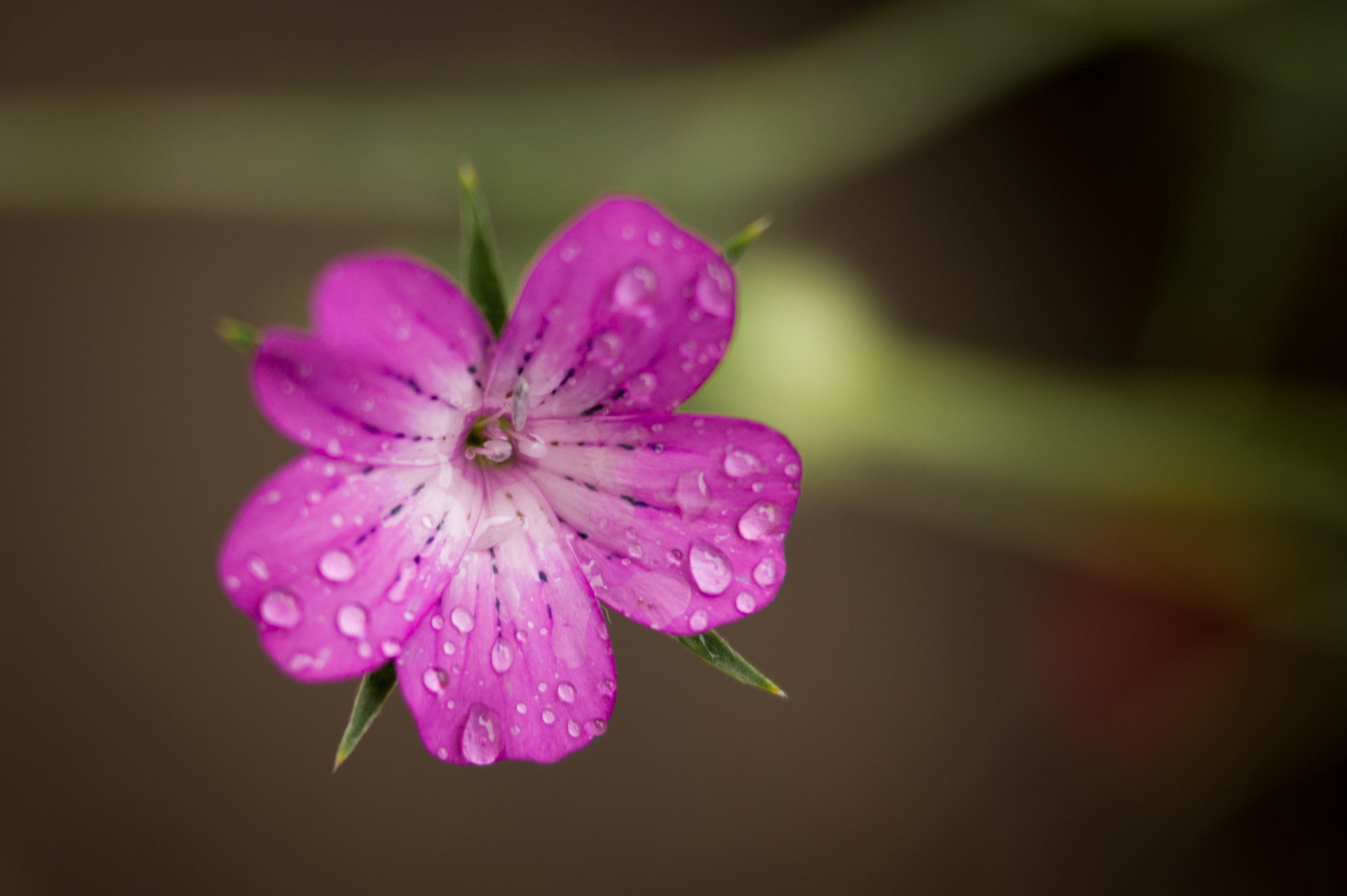 Sony SLT-A58 + Sony DT 35mm F1.8 SAM sample photo. Flower in the rain photography