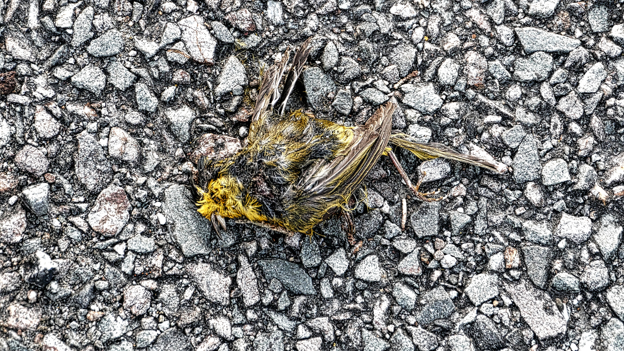 Panasonic Lumix DMC-GH4 sample photo. Dead bird photography
