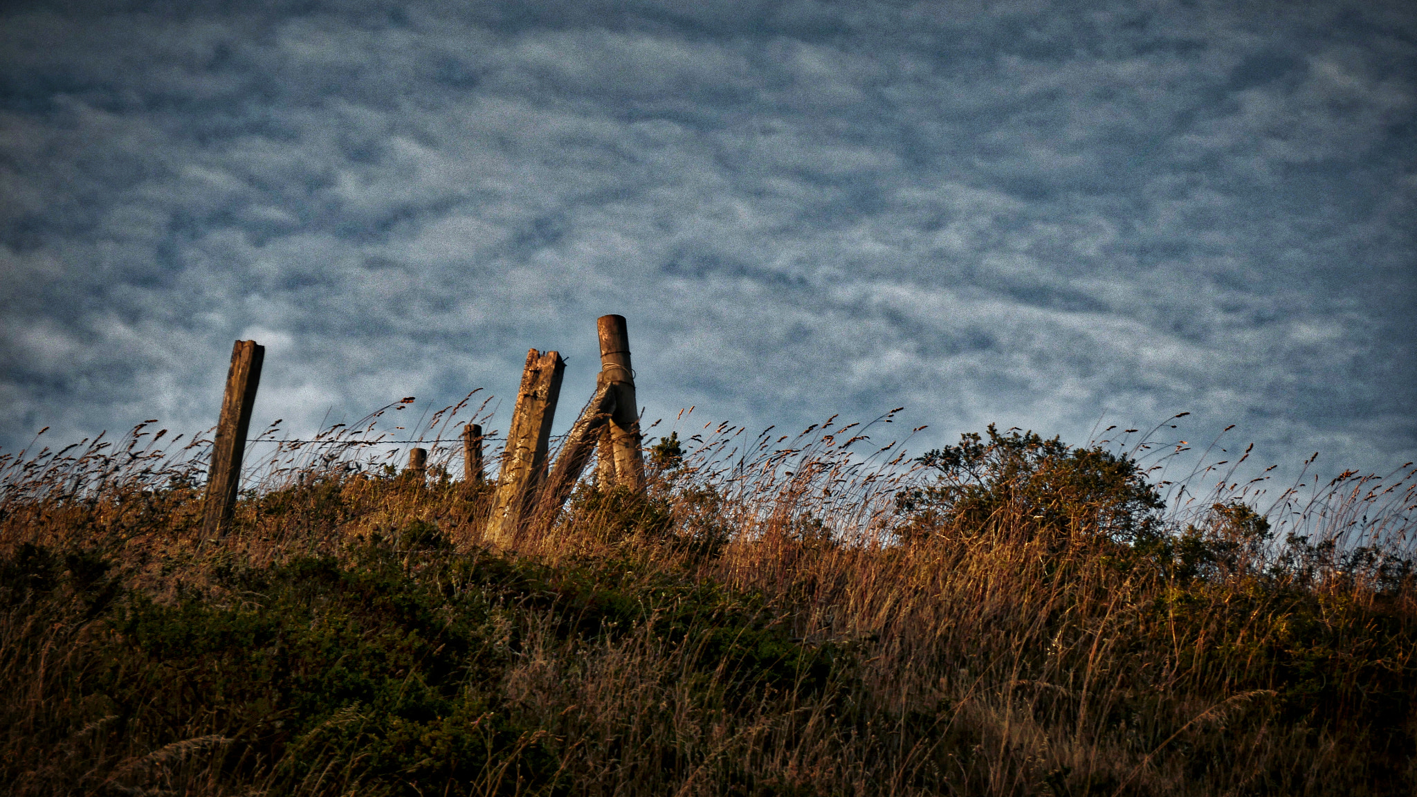 Panasonic Lumix DMC-GH4 sample photo. Fence post cluster photography