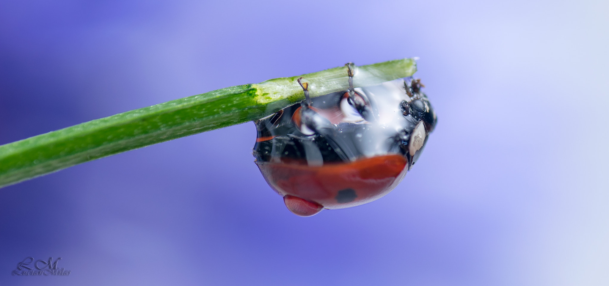 Nikon AF-S Micro-Nikkor 105mm F2.8G IF-ED VR sample photo. Lady droplet photography