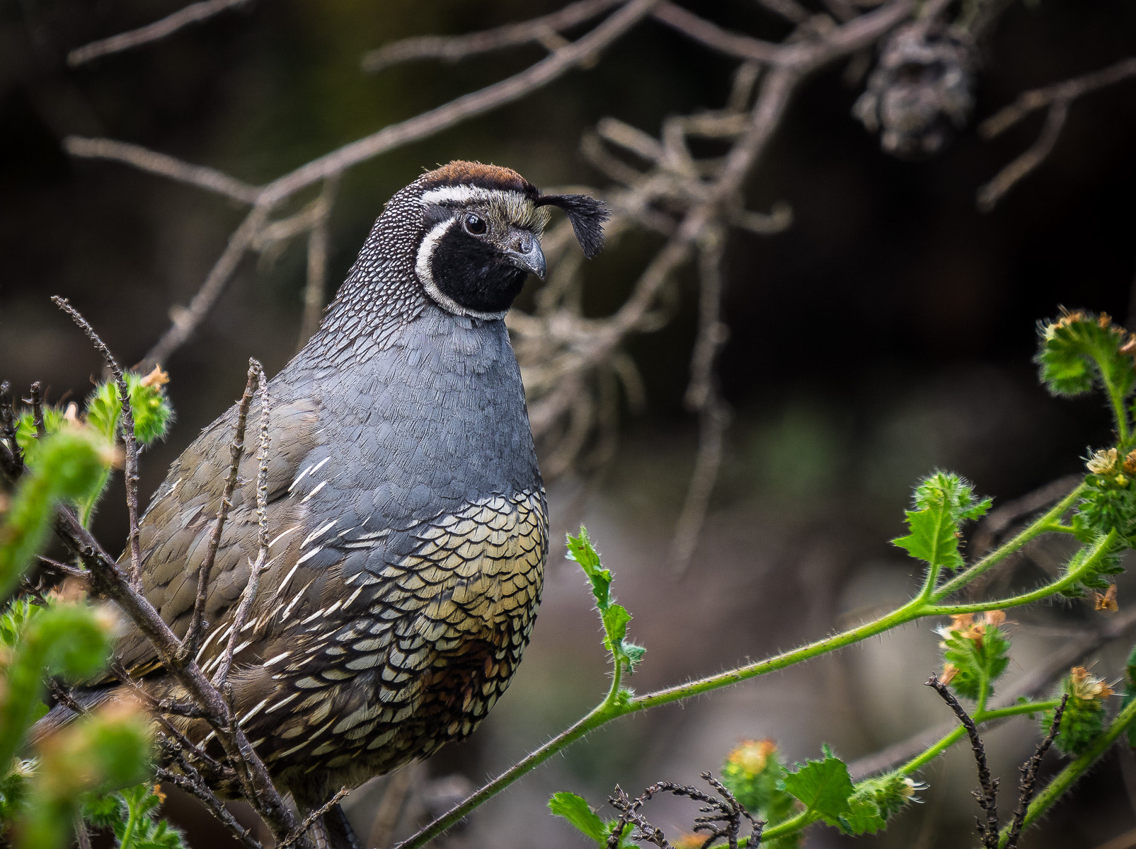 Olympus OM-D E-M1 + LEICA DG 100-400/F4.0-6.3 sample photo. California quail photography