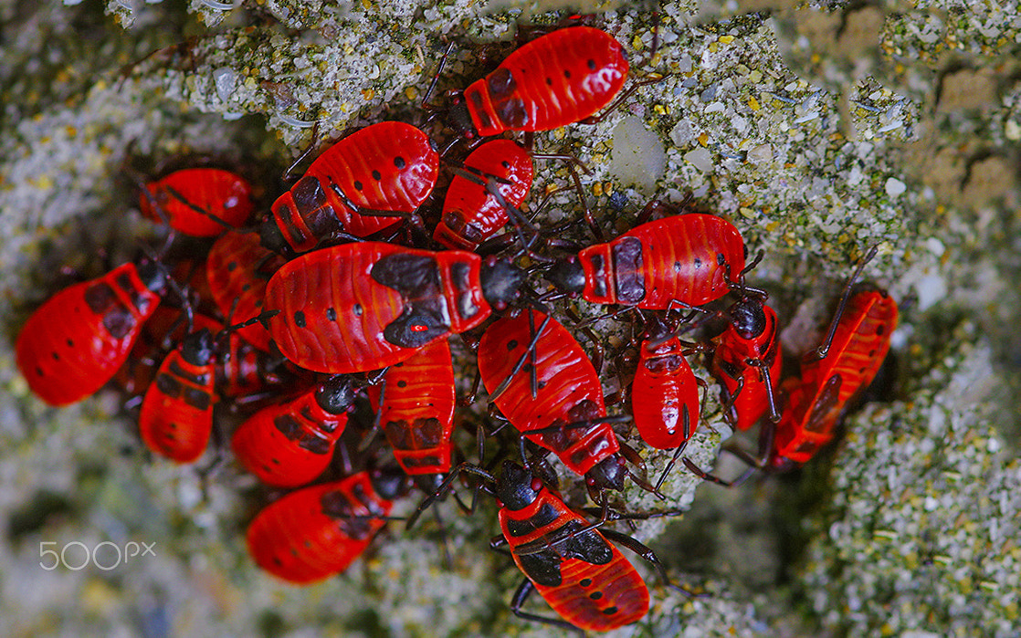 Pentax K-3 II + Sigma sample photo. Conference of the insects photography