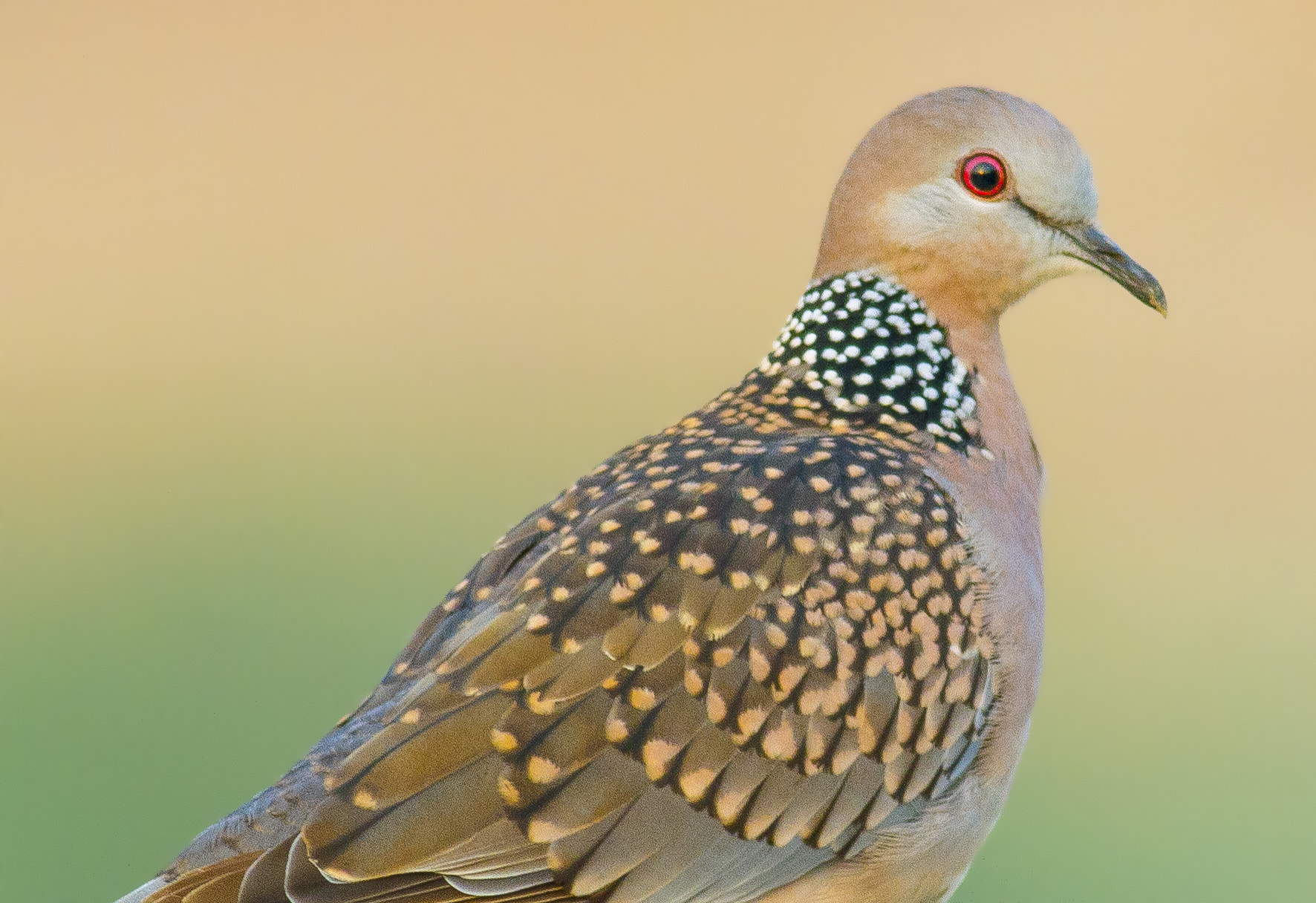 Canon EOS 7D + Canon EF 400mm F5.6L USM sample photo. Spotted dove photography