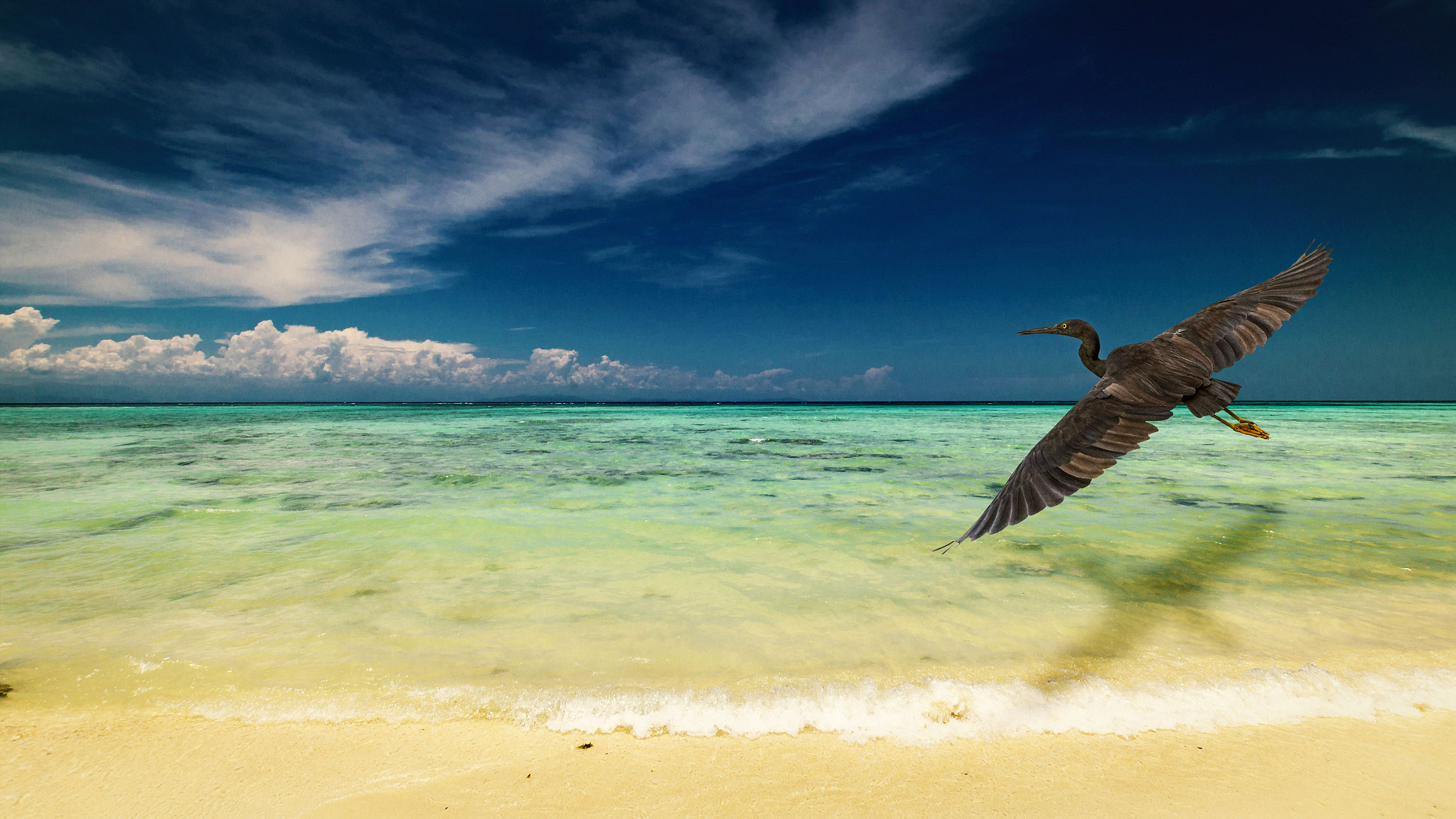 Sony SLT-A57 sample photo. Pacific reef egret photography