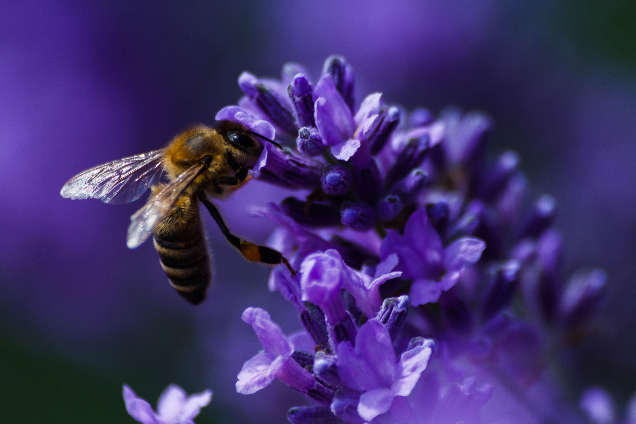 Sigma 70-300mm F4-5.6 APO DG Macro sample photo. Lavender honey photography