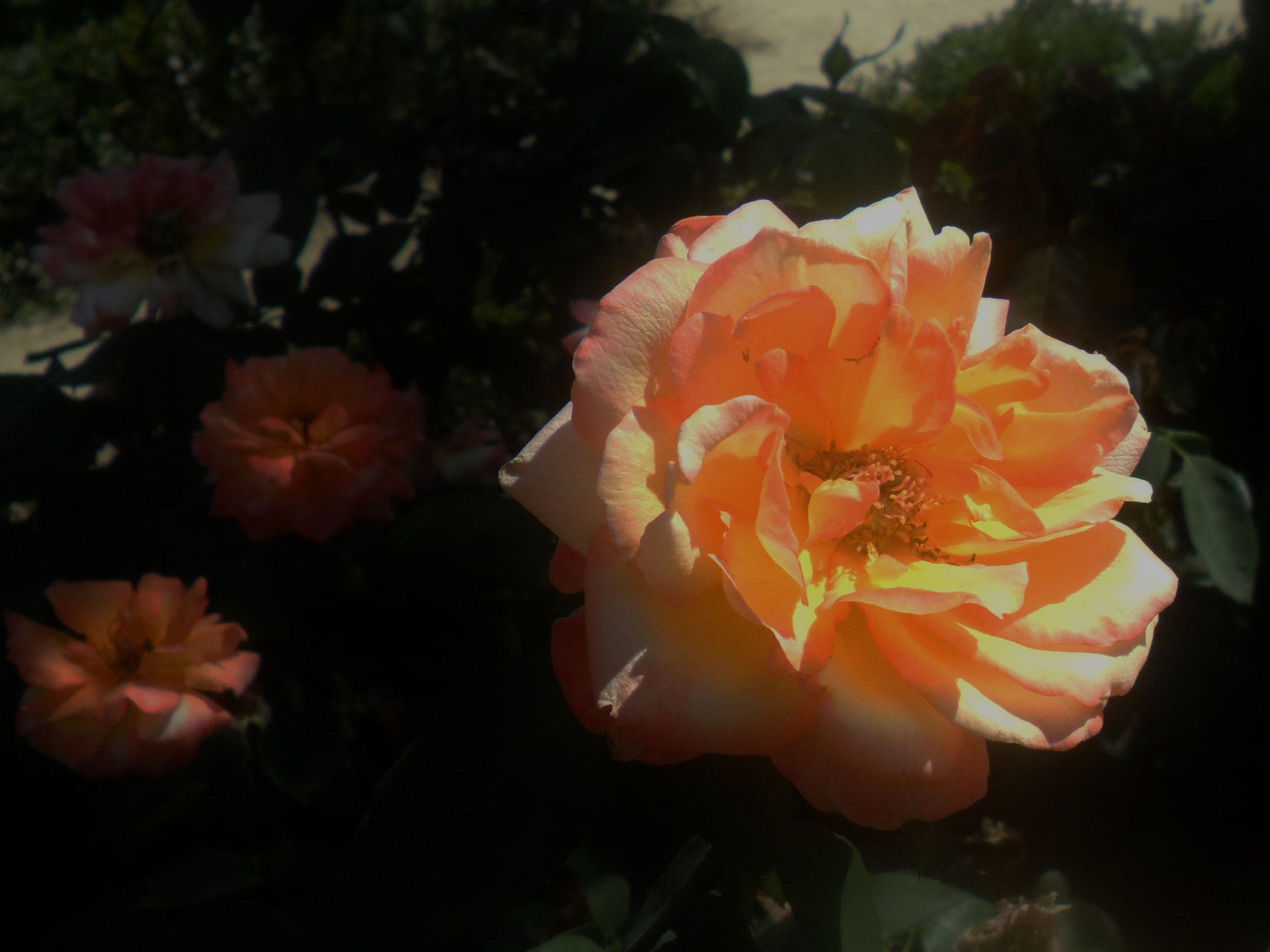 Samsung PL20,PL21 / VLUU PL20,PL21 sample photo. Sin titulo photography