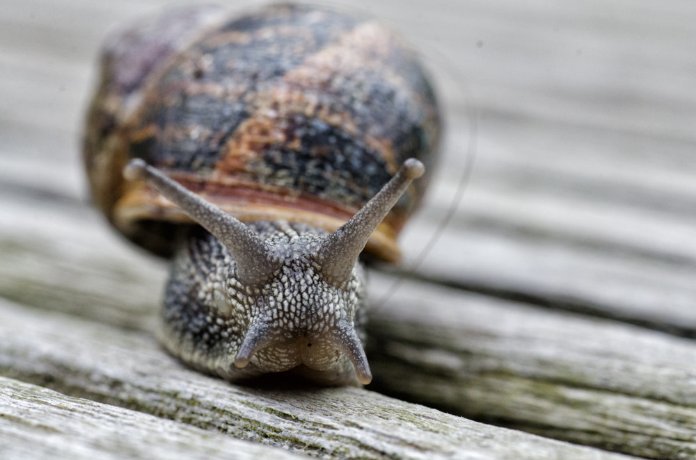 Nikon D7000 + Sigma 70mm F2.8 EX DG Macro sample photo. Snail on deck photography