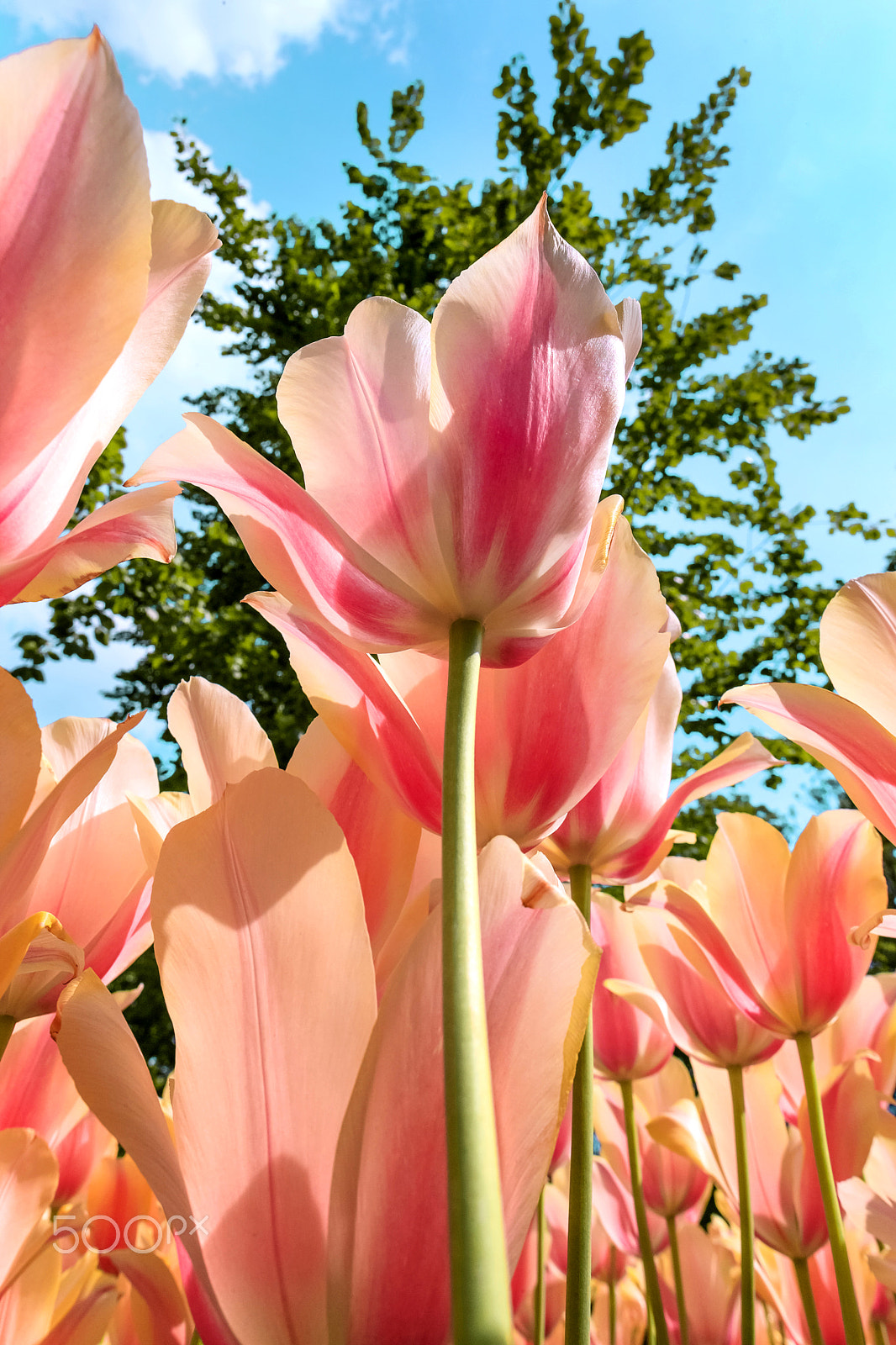 Canon EF 24mm F1.4L II USM sample photo. Tulip field in keukenhof gardens, lisse, netherlands photography