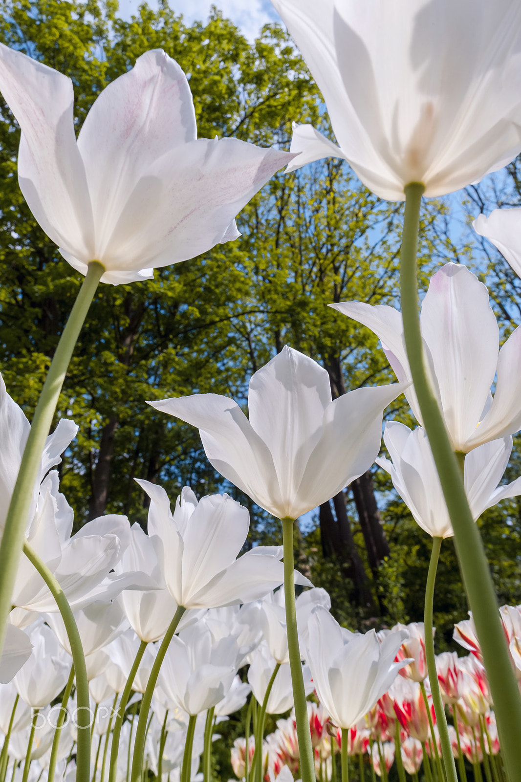 Canon EF 24mm F1.4L II USM sample photo. Tulip field in keukenhof gardens, lisse, netherlands photography