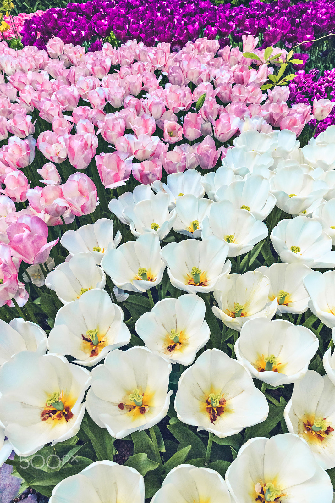 Canon EF 24mm F1.4L II USM sample photo. Tulip field in keukenhof gardens, lisse, netherlands photography