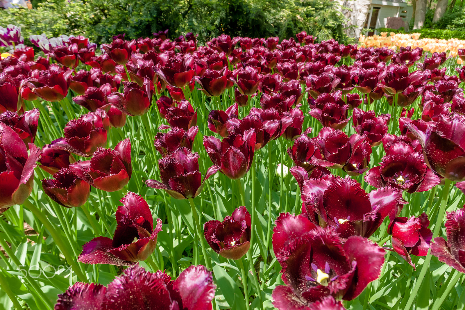 Canon EF 24mm F1.4L II USM sample photo. Tulip field in keukenhof gardens, lisse, netherlands photography