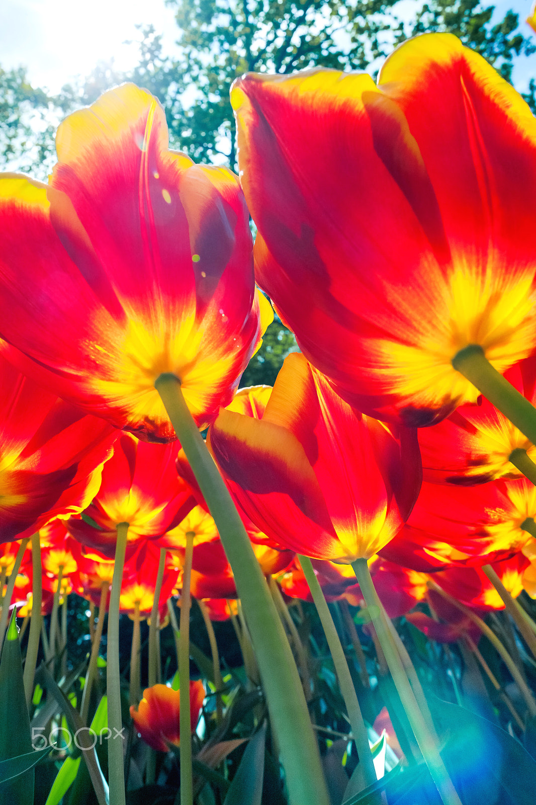 Canon EF 24mm F1.4L II USM sample photo. Tulip field in keukenhof gardens, lisse, netherlands photography