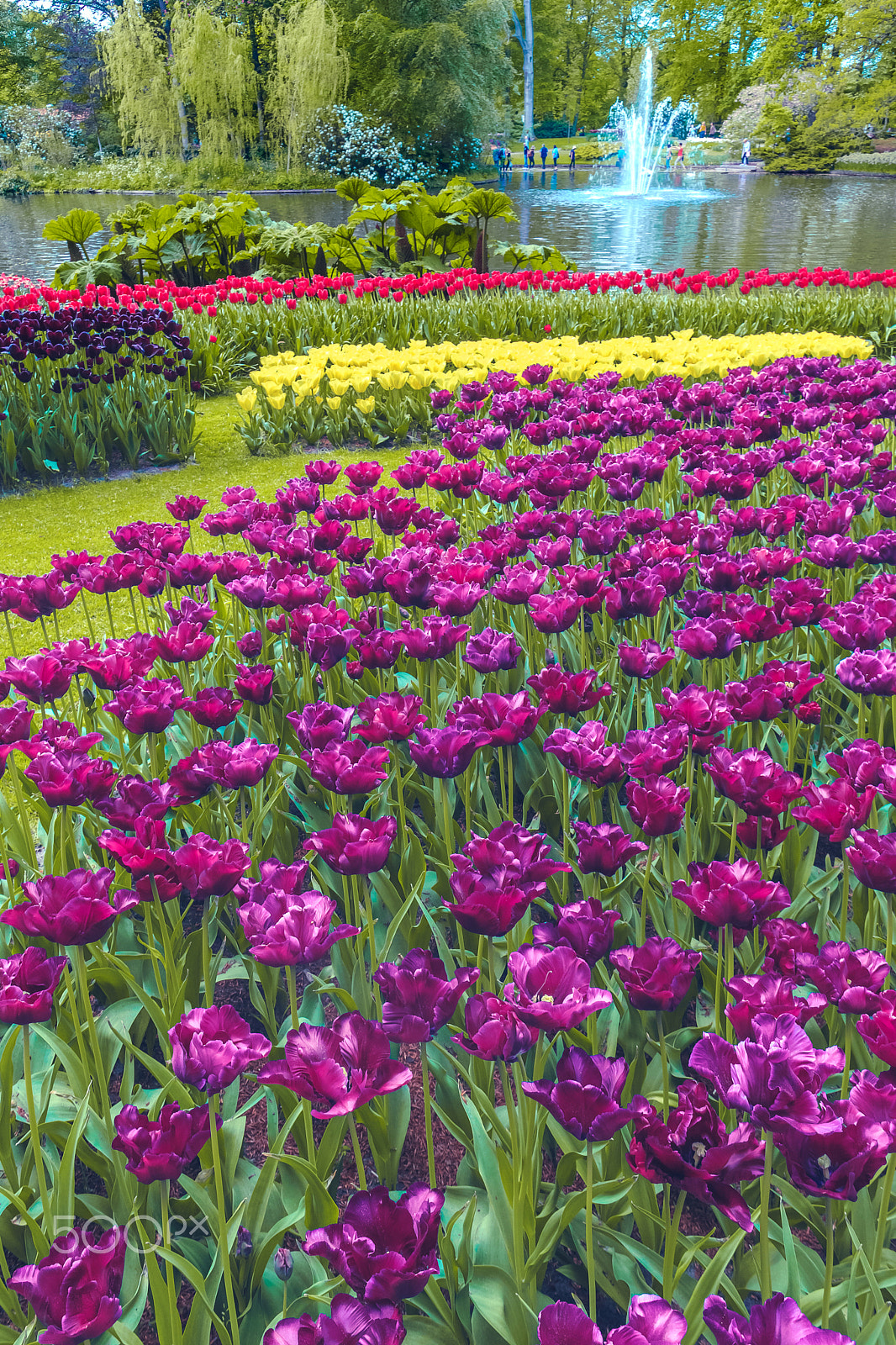 Canon EF 24mm F1.4L II USM sample photo. Tulip field in keukenhof gardens, lisse, netherlands photography