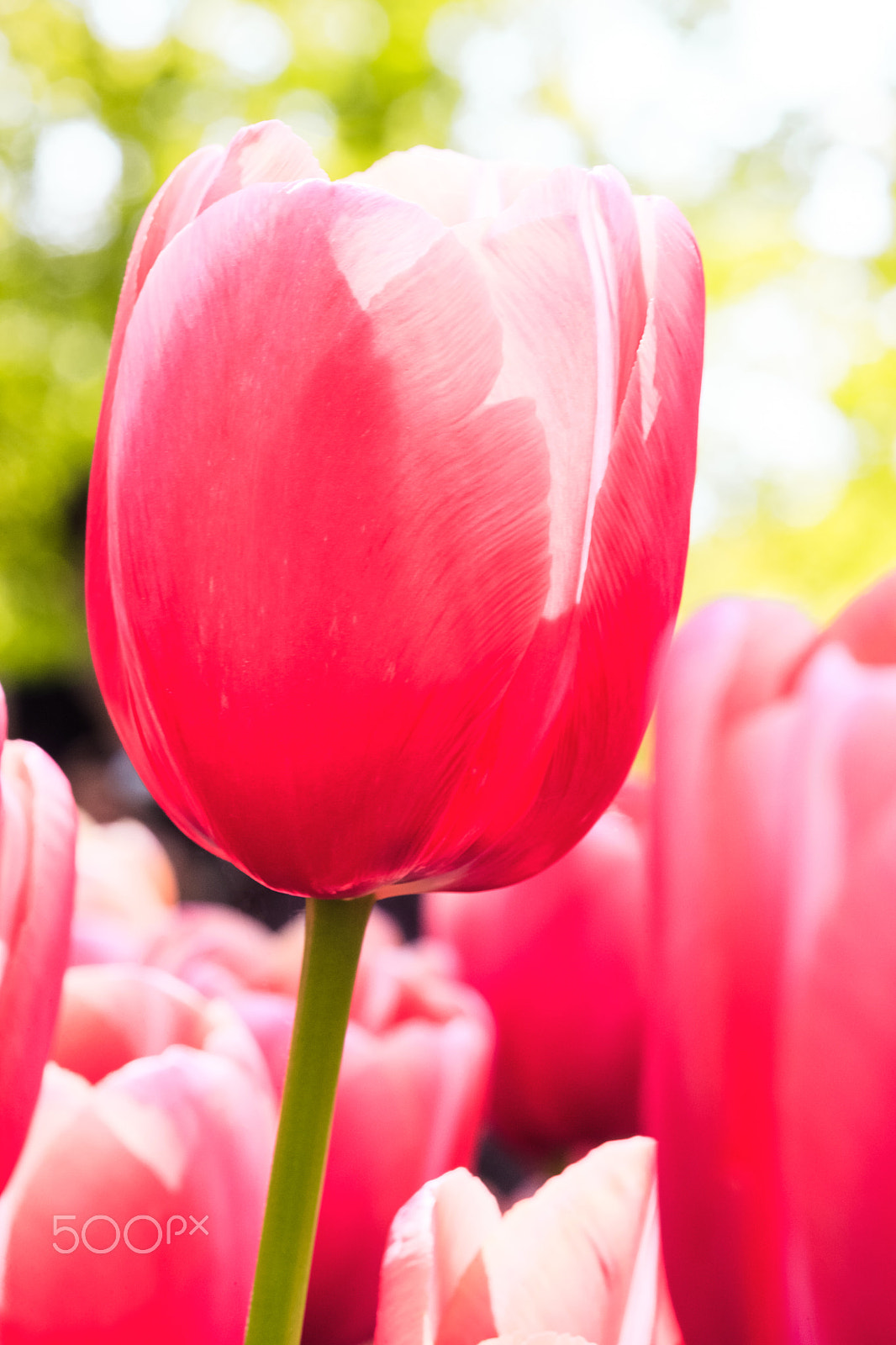 ZEISS Makro-Planar T* 100mm F2 sample photo. Tulip field in keukenhof gardens, lisse, netherlands photography
