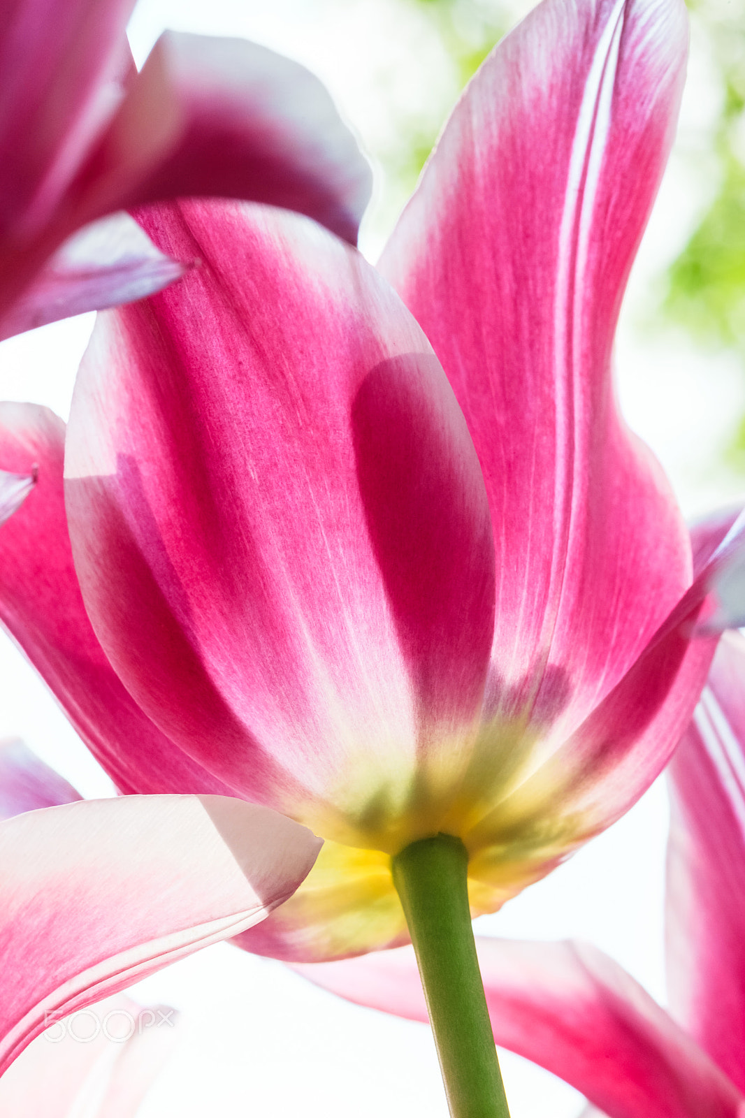 ZEISS Makro-Planar T* 100mm F2 sample photo. Tulip field in keukenhof gardens, lisse, netherlands photography