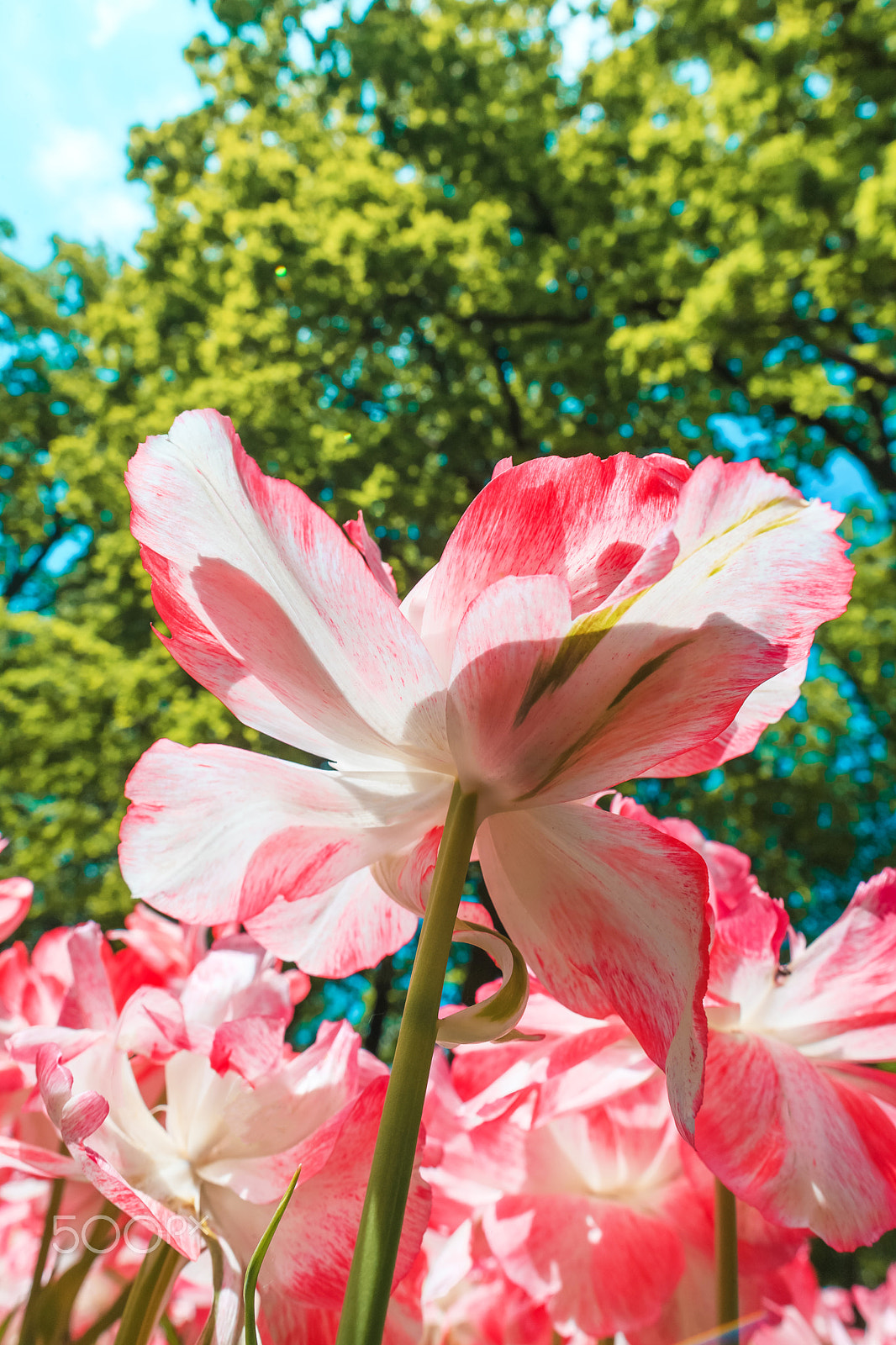 Canon EF 24mm F1.4L II USM sample photo. Tulip field in keukenhof gardens, lisse, netherlands photography