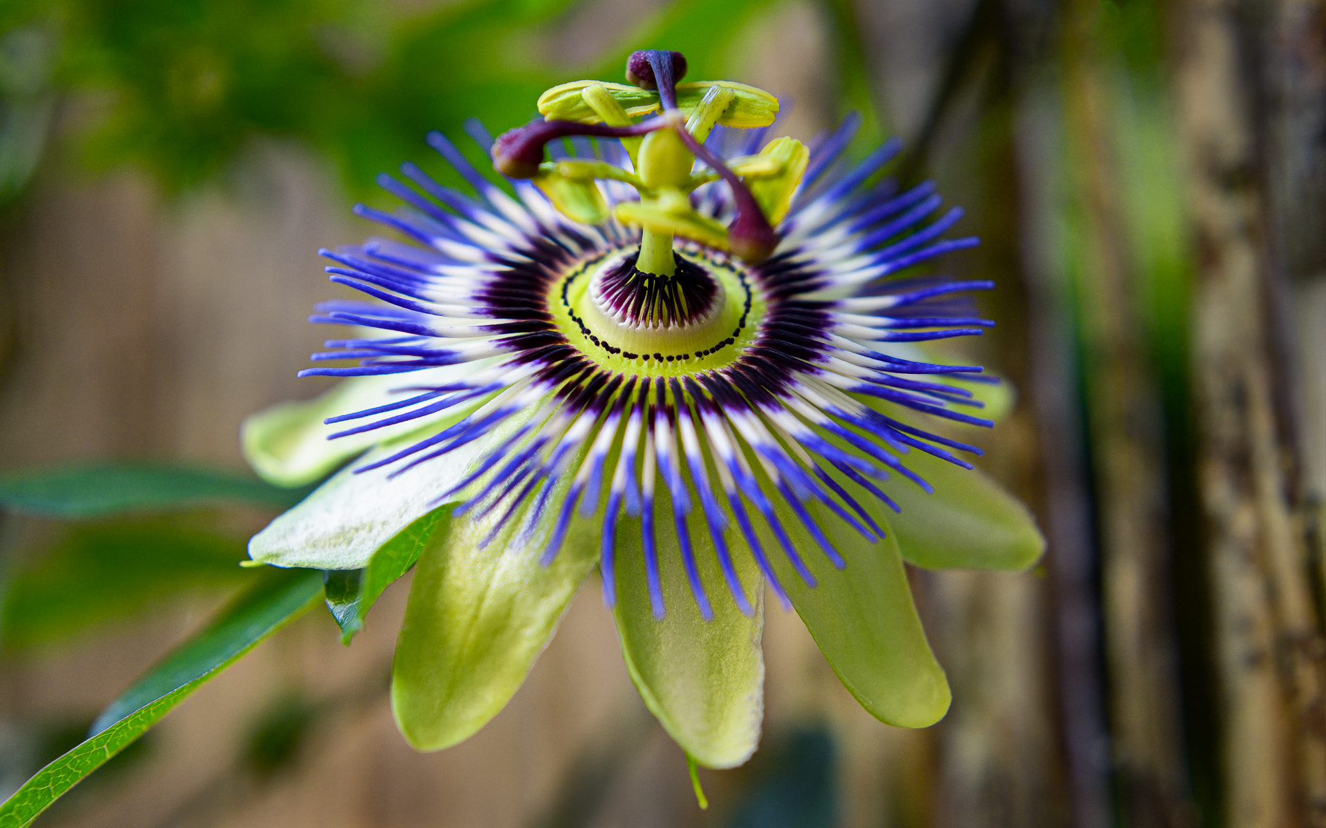 Nikon D800 + AF Nikkor 50mm f/1.8 sample photo. Flower with passion photography