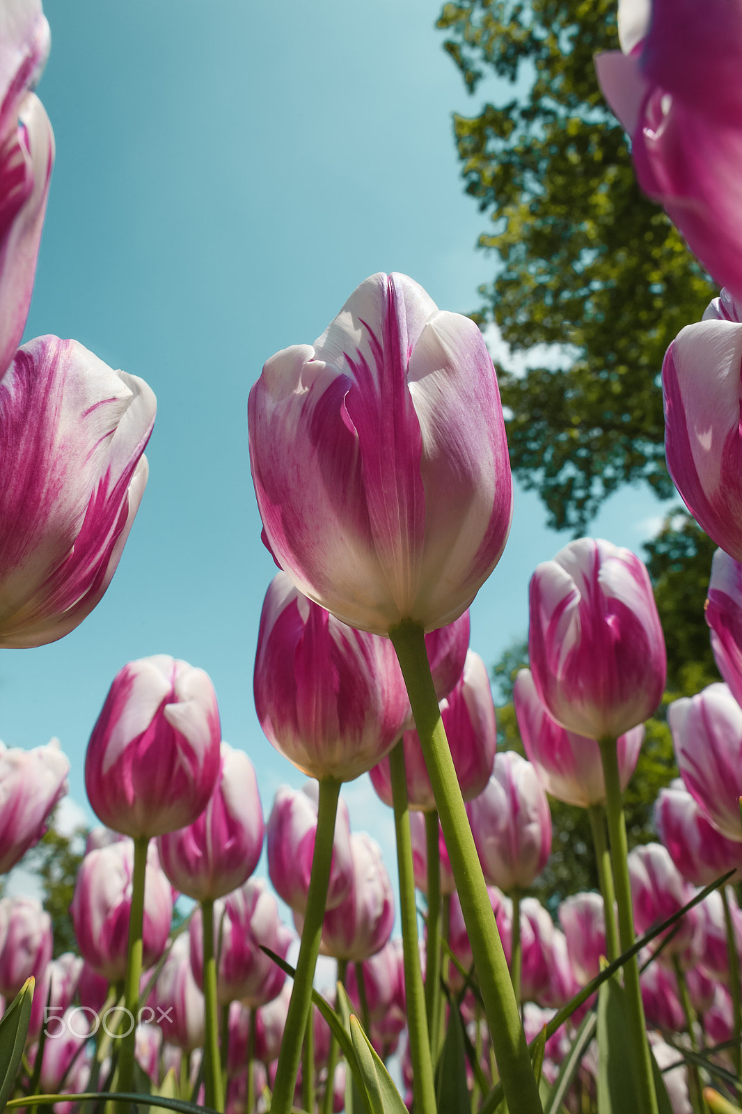 Canon EF 24mm F1.4L II USM sample photo. Tulip field in keukenhof gardens, lisse, netherlands photography