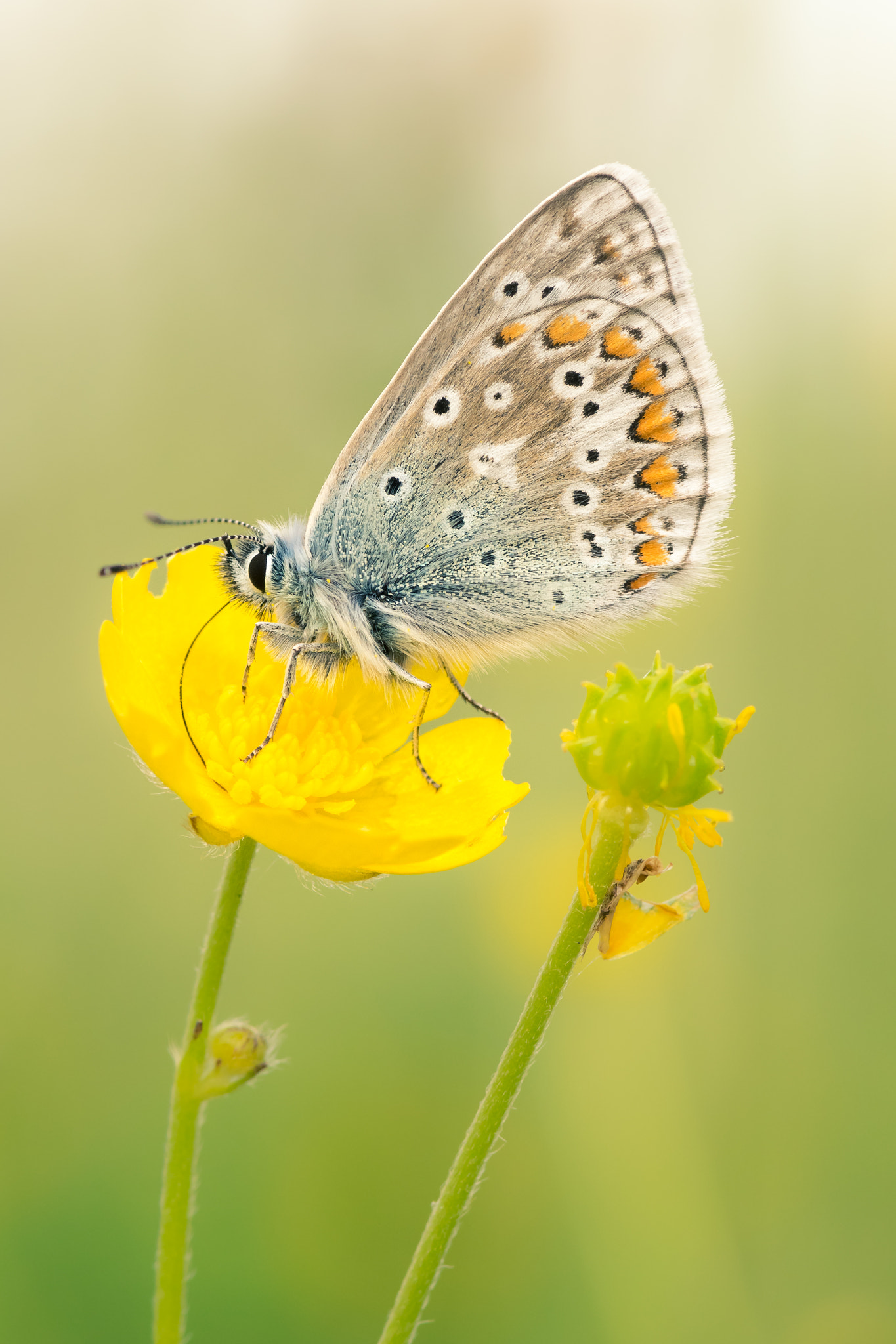 Nikon AF-S Micro-Nikkor 105mm F2.8G IF-ED VR sample photo. Common blue photography