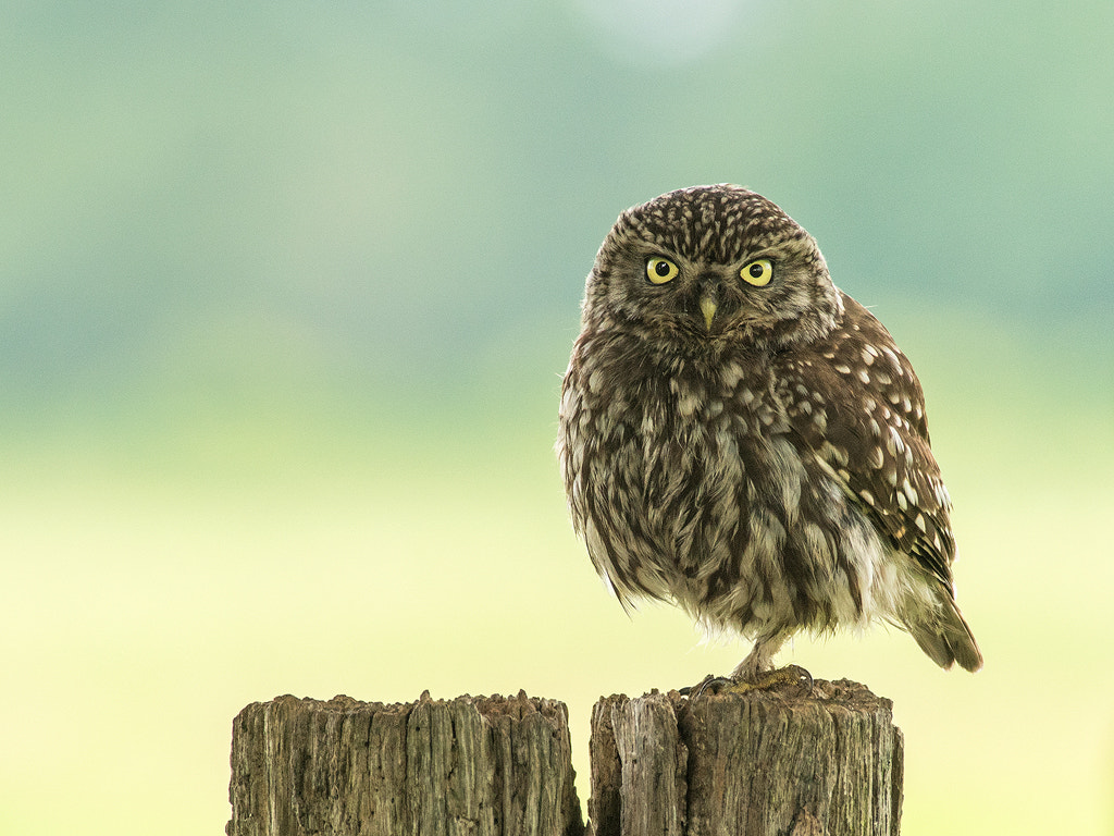 Minolta AF 400mm F4.5 HS-APO G sample photo. Little owl2 photography
