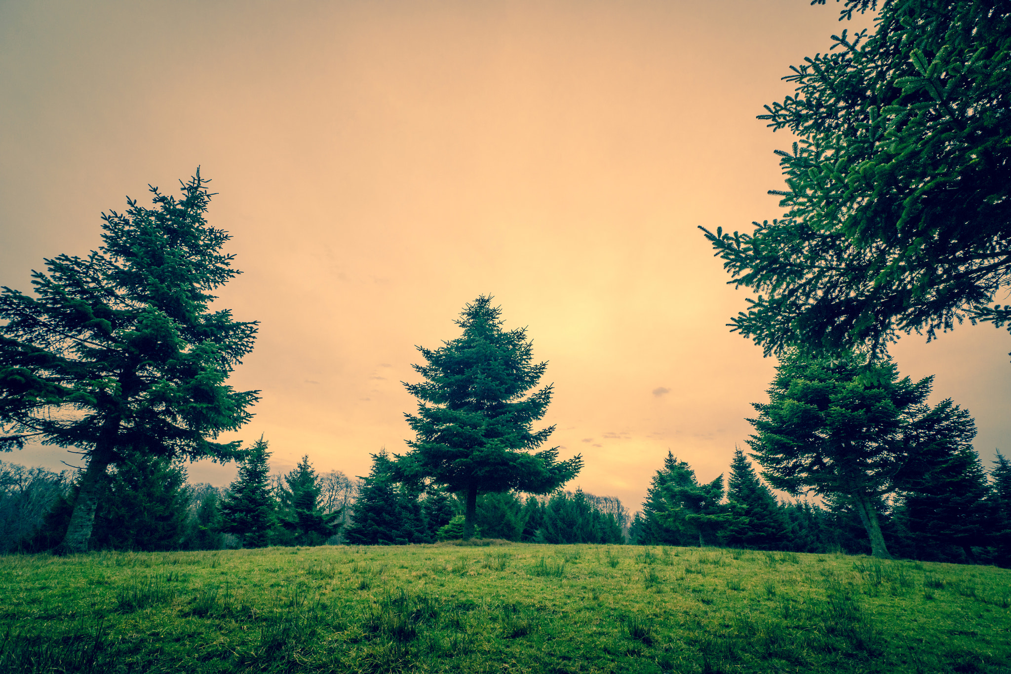Sony a7R + Sony Vario-Sonnar T* 16-35mm F2.8 ZA SSM sample photo. Tall pine trees on a green field photography