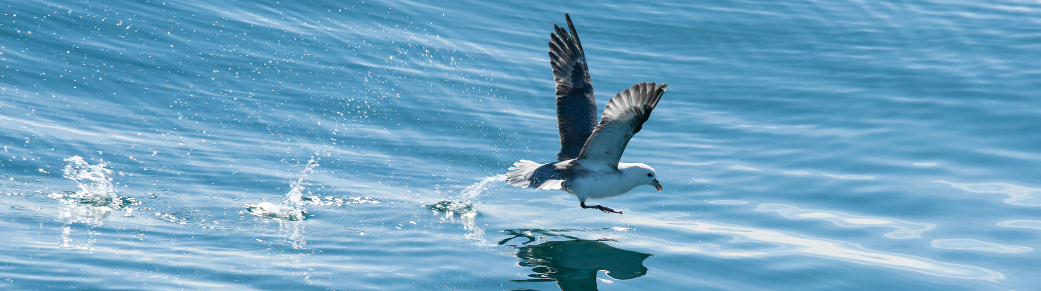 Sony Alpha DSLR-A900 sample photo. Panorama of a fishing seagull photography