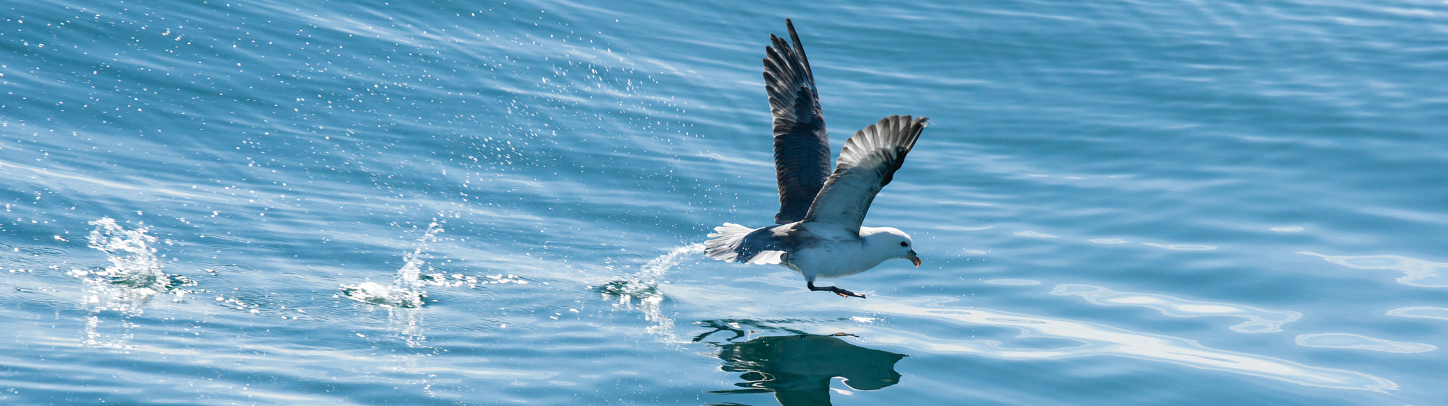 Sony 70-400mm F4-5.6 G SSM II sample photo. Panorama of a fishing seagull photography