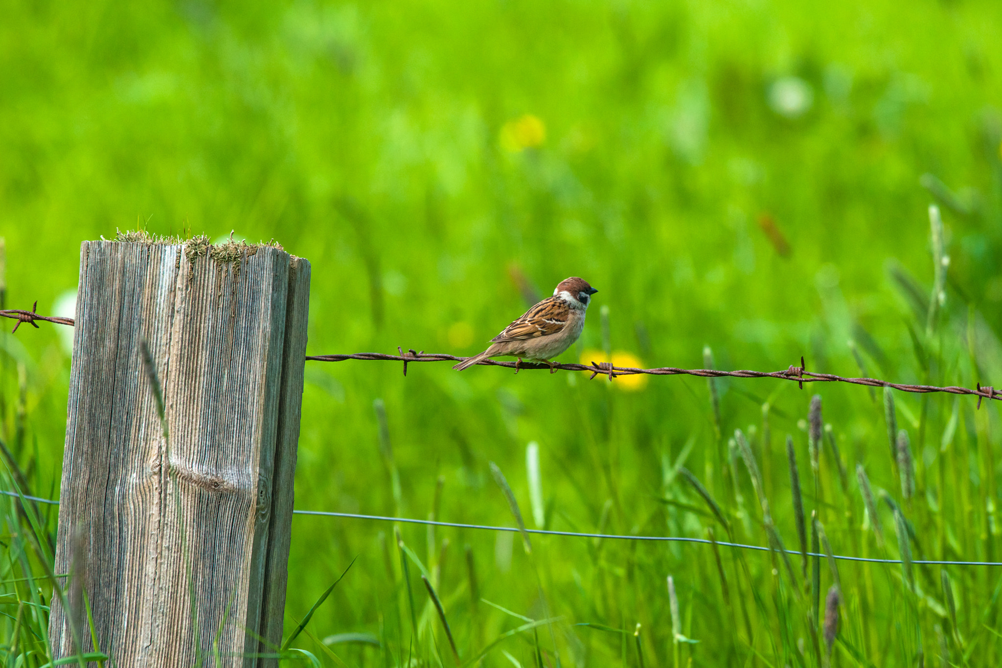 Sony 70-400mm F4-5.6 G SSM II sample photo. House sparrow on barb wire photography