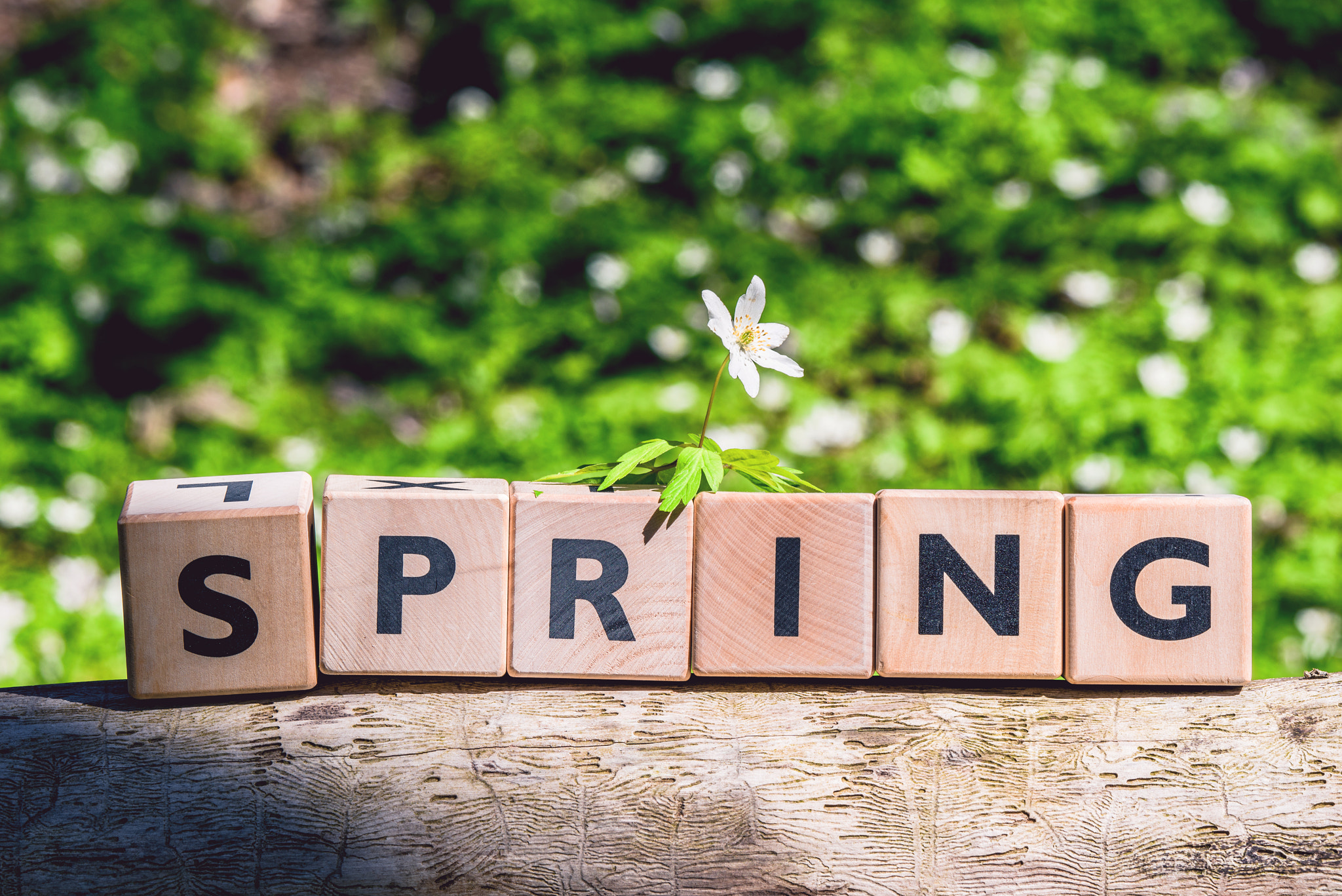 Sony a7R + Sony 70-400mm F4-5.6 G SSM II sample photo. Spring sign on timber in a forest photography