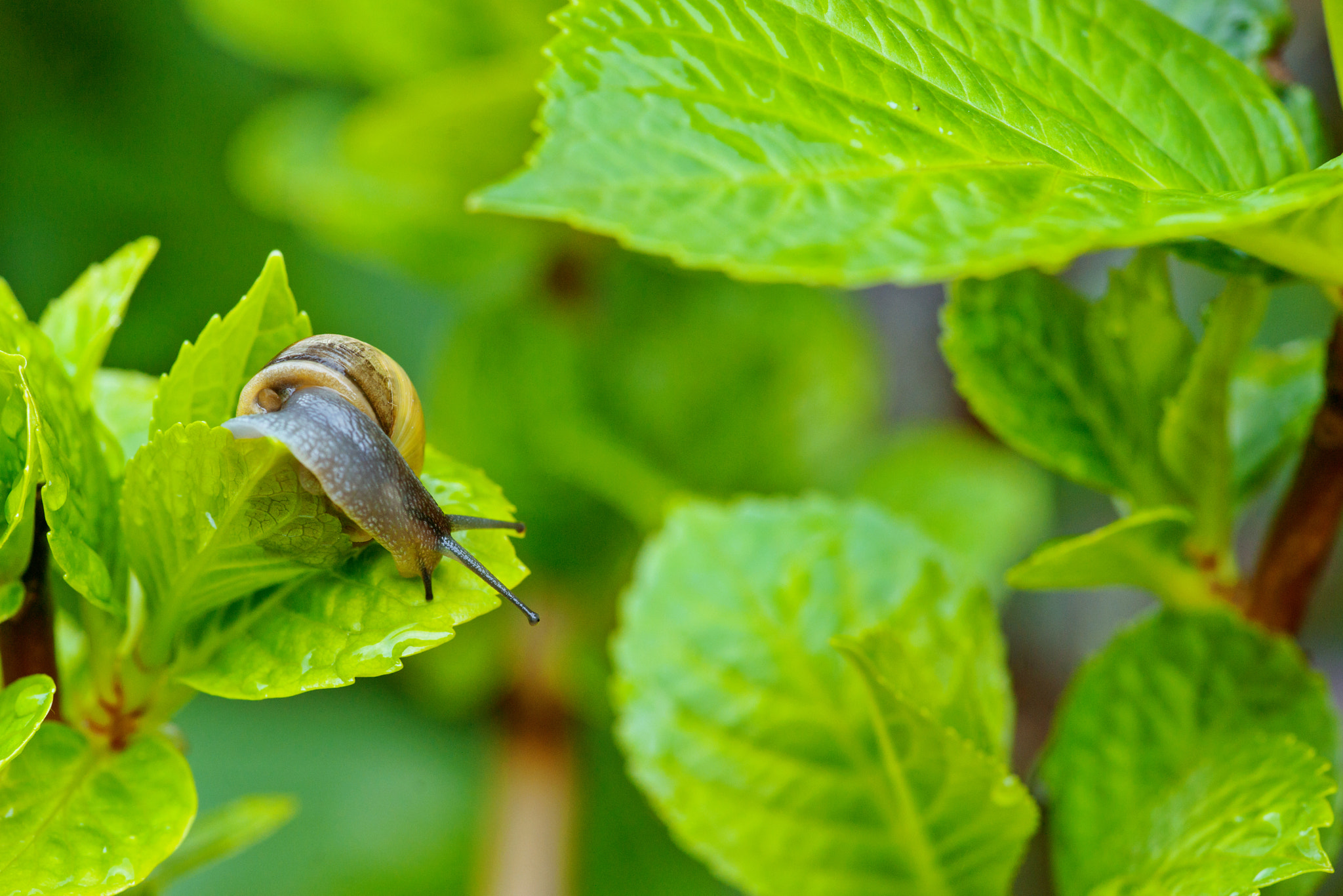 Sony Alpha DSLR-A900 + Minolta AF 100mm F2.8 Macro [New] sample photo. Mollusk in a garden with green plants photography