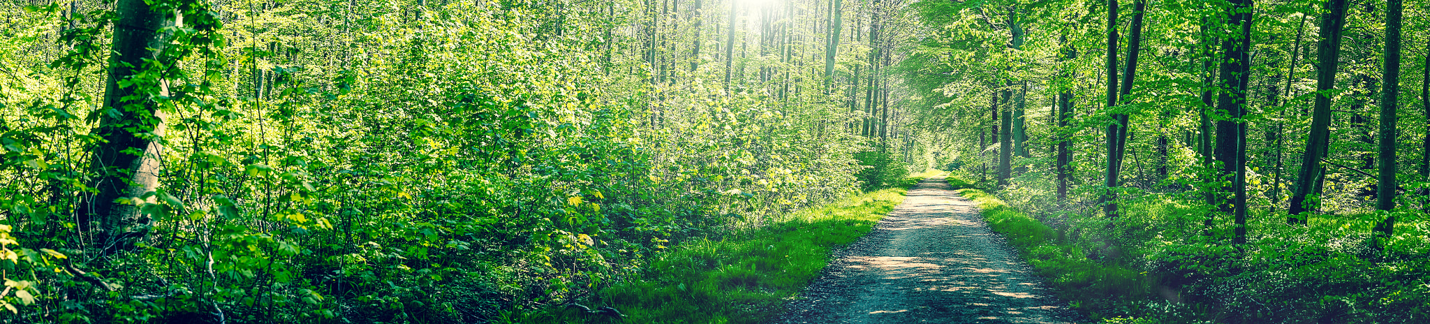 Sony a7R + Minolta AF 50mm F1.4 [New] sample photo. Springtime in a green beech forest photography