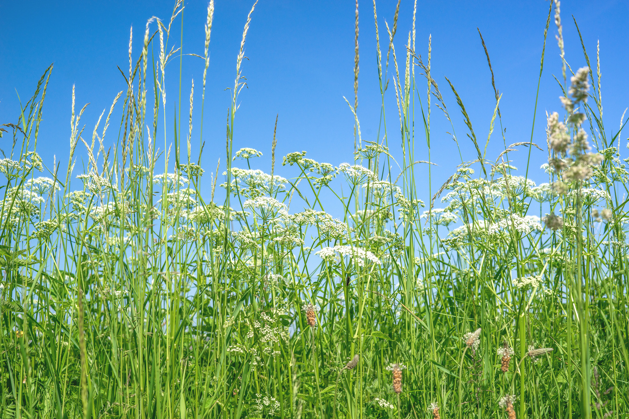 Sony a7R + Sony 50mm F1.4 sample photo. Cow parsley flowers in rural surroundings photography