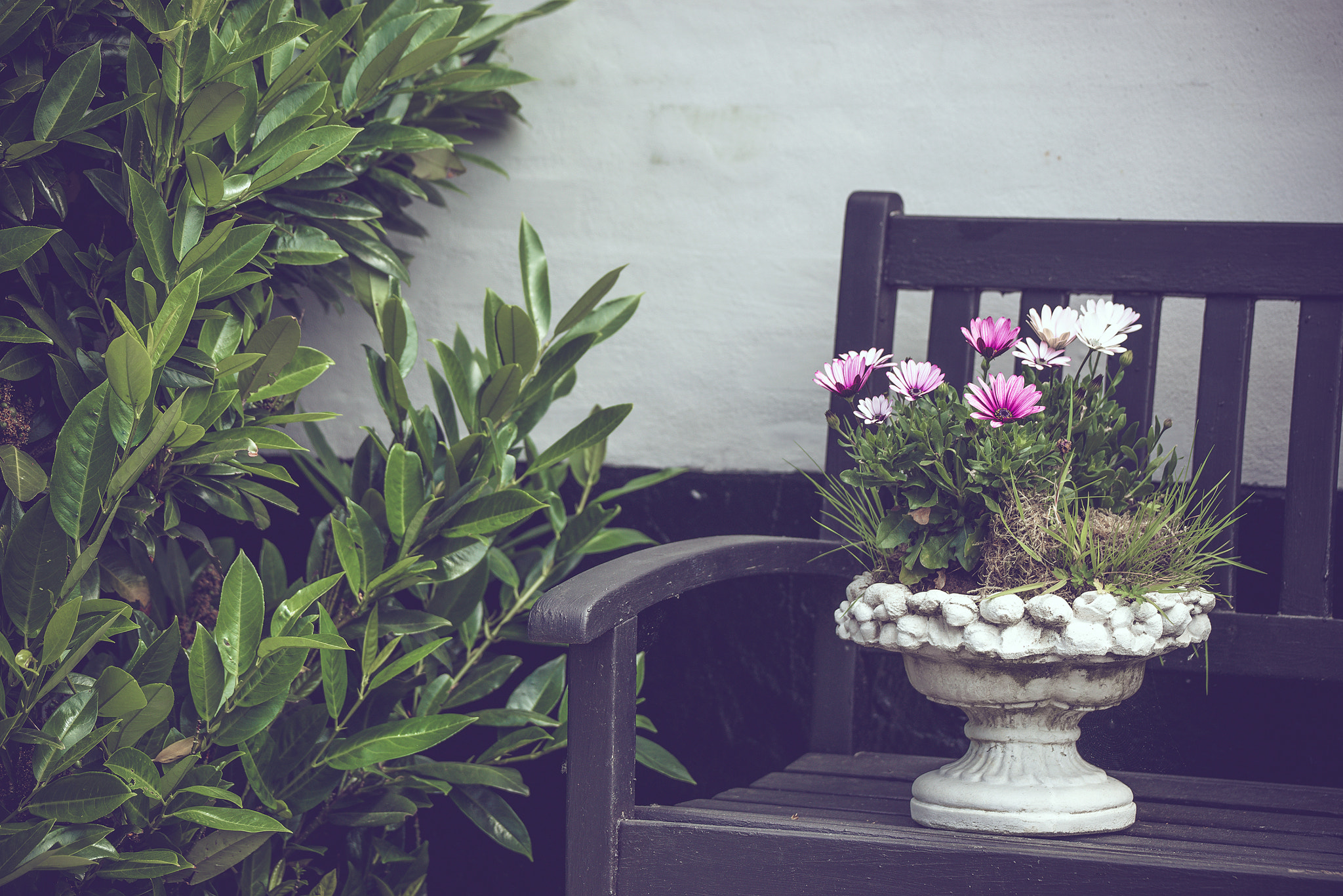 Sony Alpha DSLR-A900 sample photo. Elegant flowerpot on a bench photography