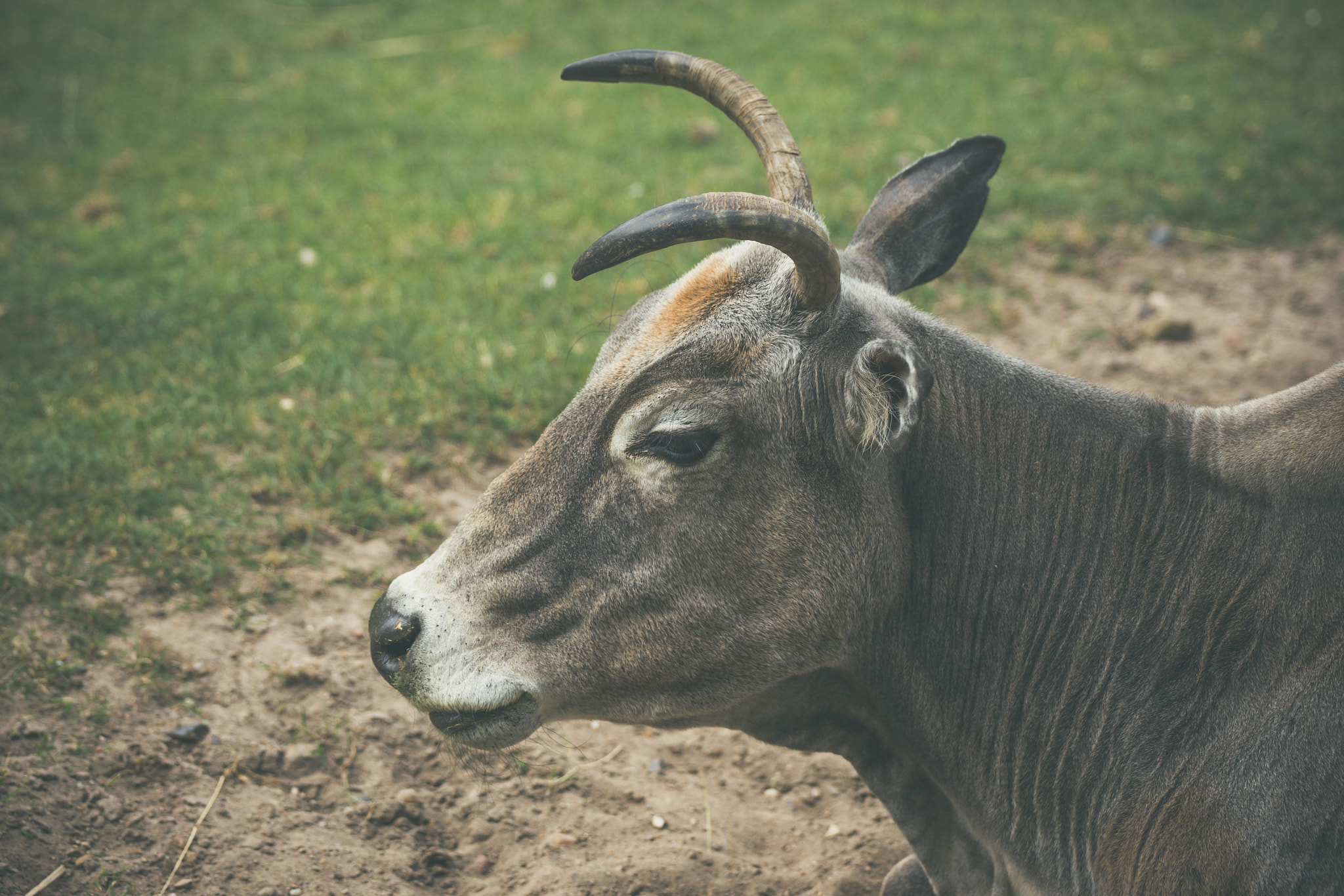 Sony Alpha DSLR-A900 sample photo. Bull with horns on a field photography