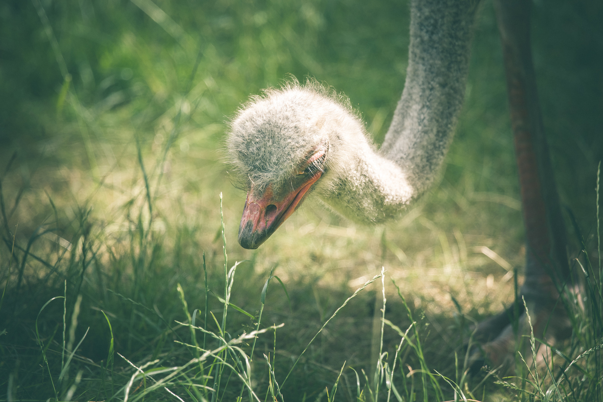 Sony Alpha DSLR-A900 sample photo. Ostrich searching for food photography