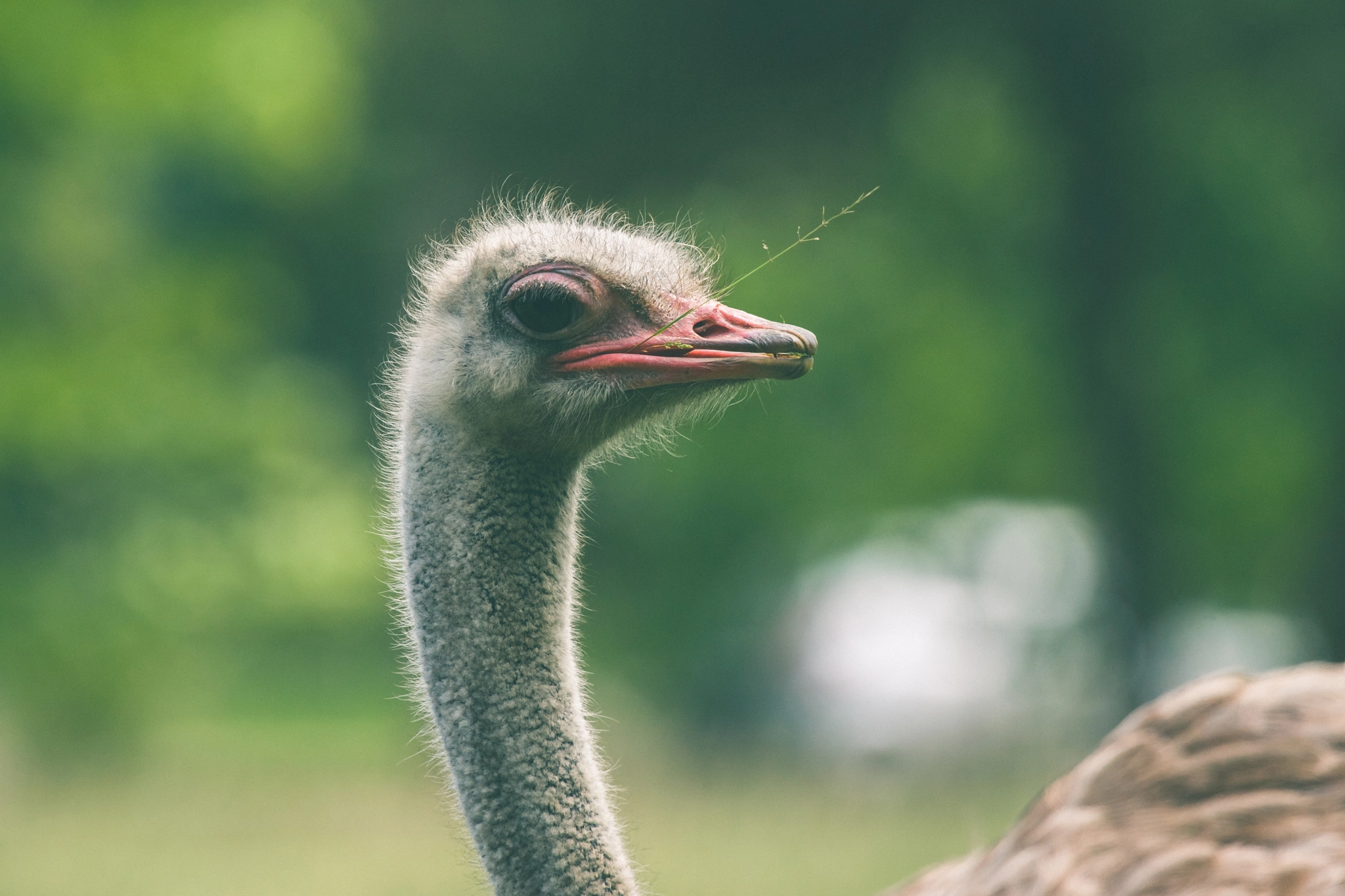 Sony 70-400mm F4-5.6 G SSM II sample photo. Ostrich with a straw in the mouth photography