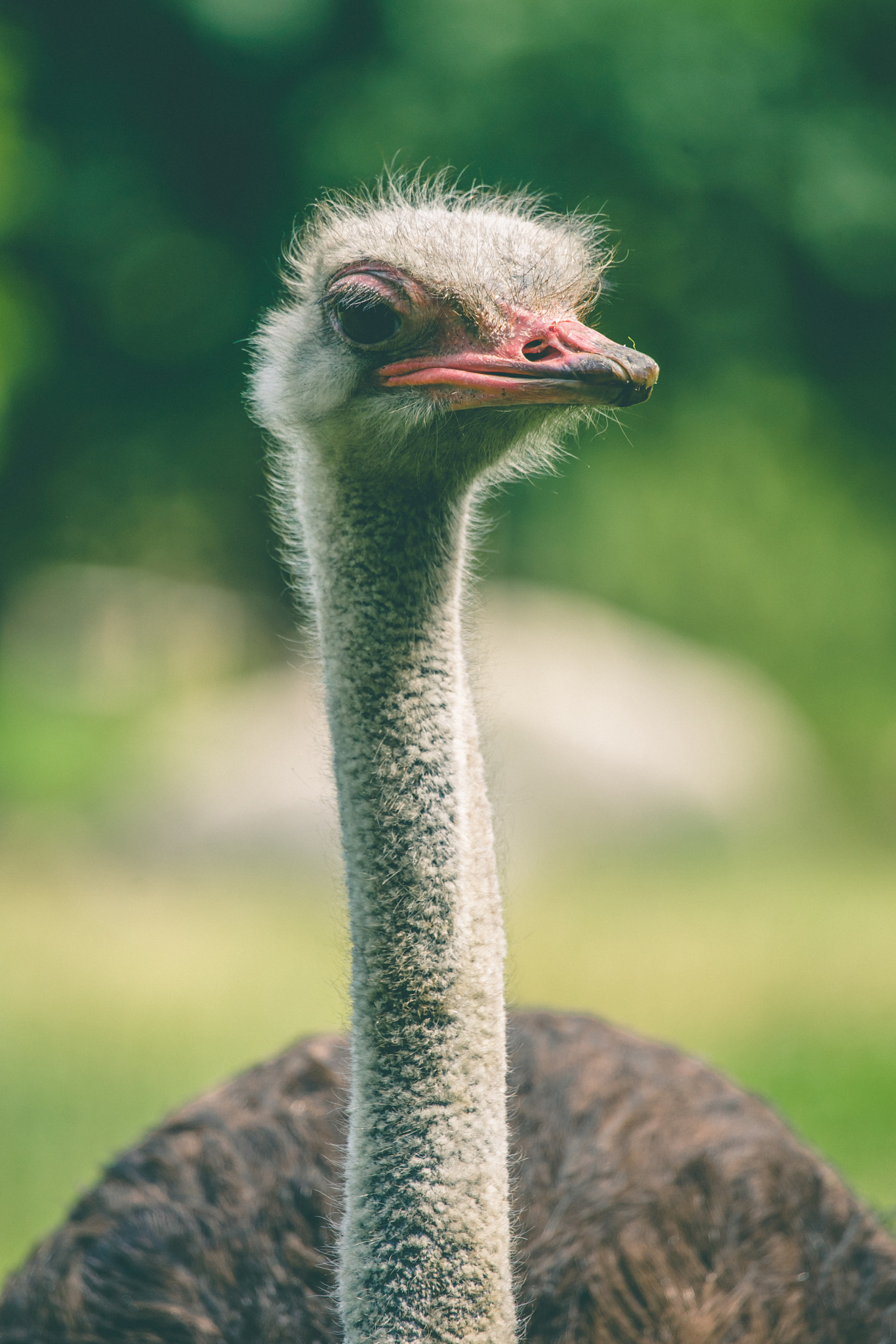 Sony Alpha DSLR-A900 sample photo. Ostrich with a long neck photography
