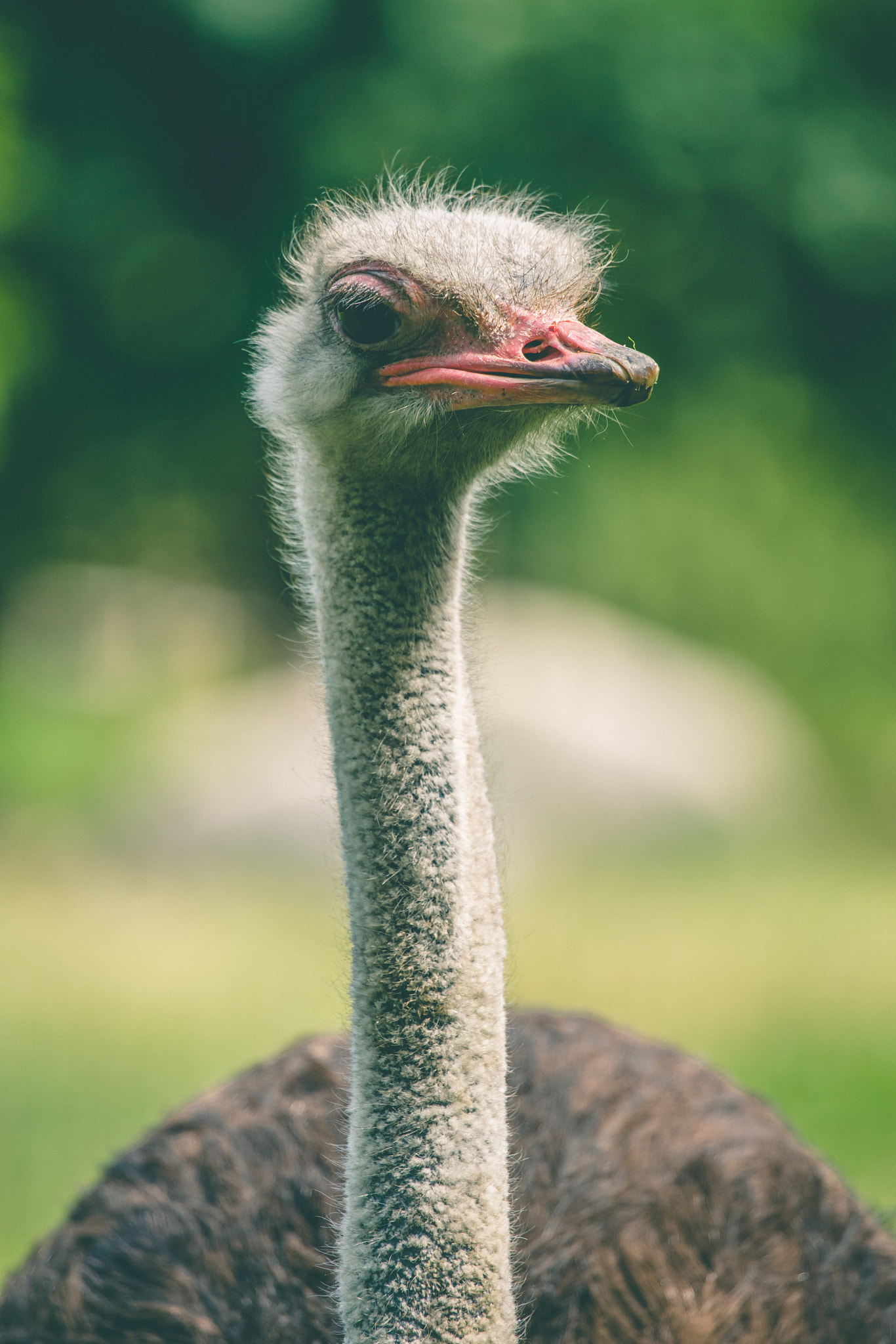 Sony 70-400mm F4-5.6 G SSM II sample photo. Ostrich with a long neck photography