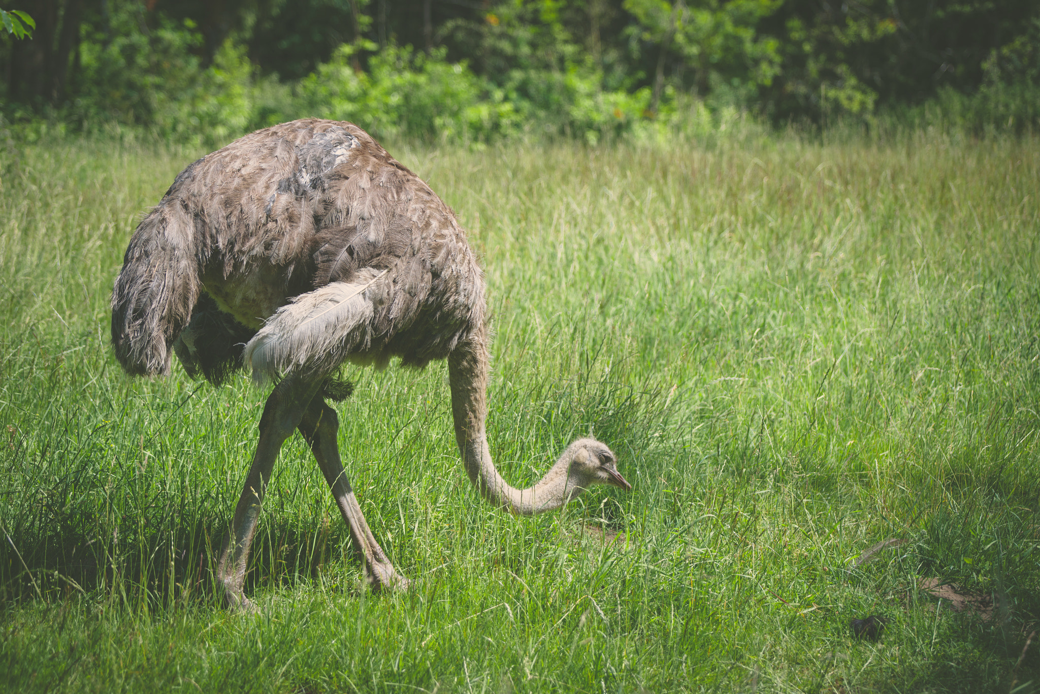 Sony 70-400mm F4-5.6 G SSM II sample photo. Ostrich walking on a green meadow photography