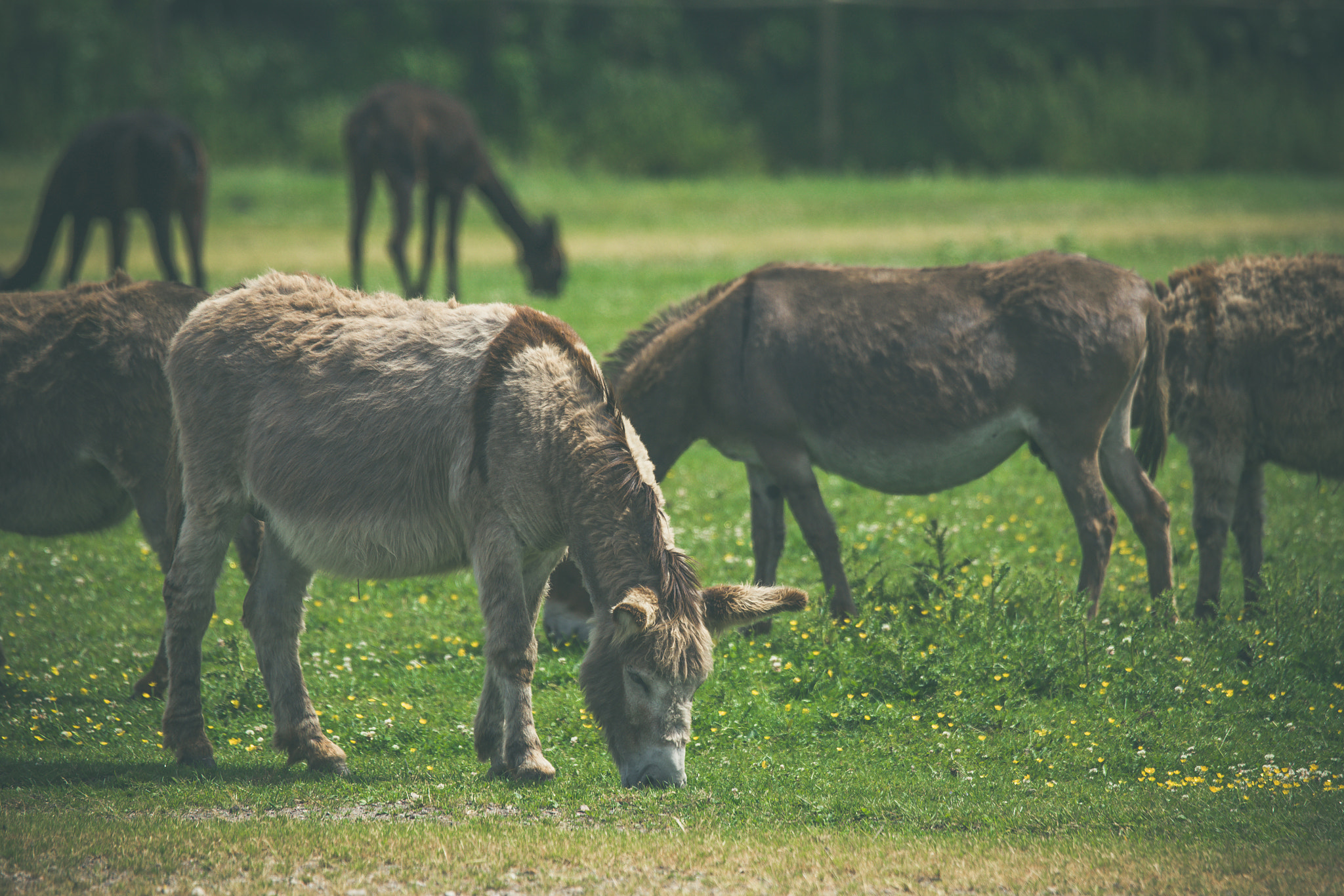Sony 70-400mm F4-5.6 G SSM II sample photo. Donkeys grazing on a green meadow photography